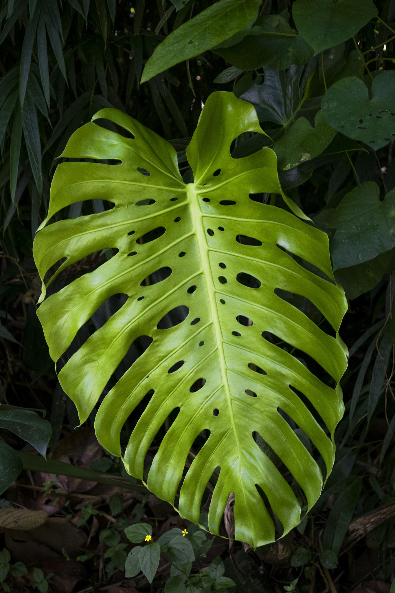 green
