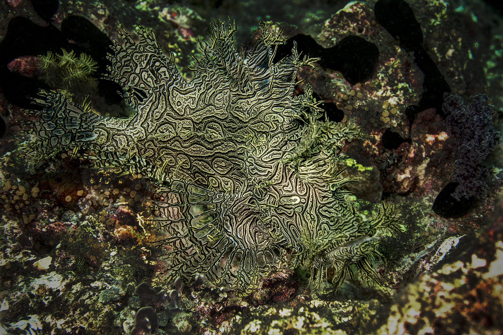 海蛞蝓叶羊：海洋中的神奇生物