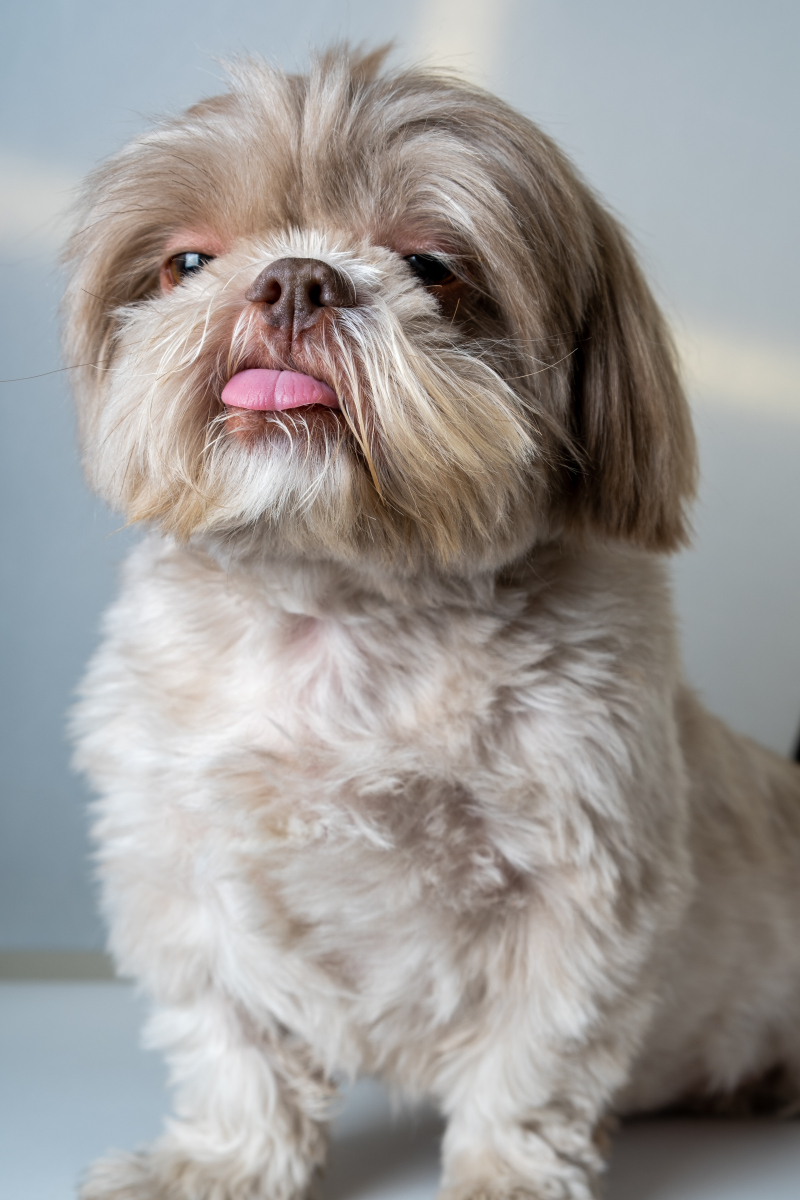 西施犬属于什么档次