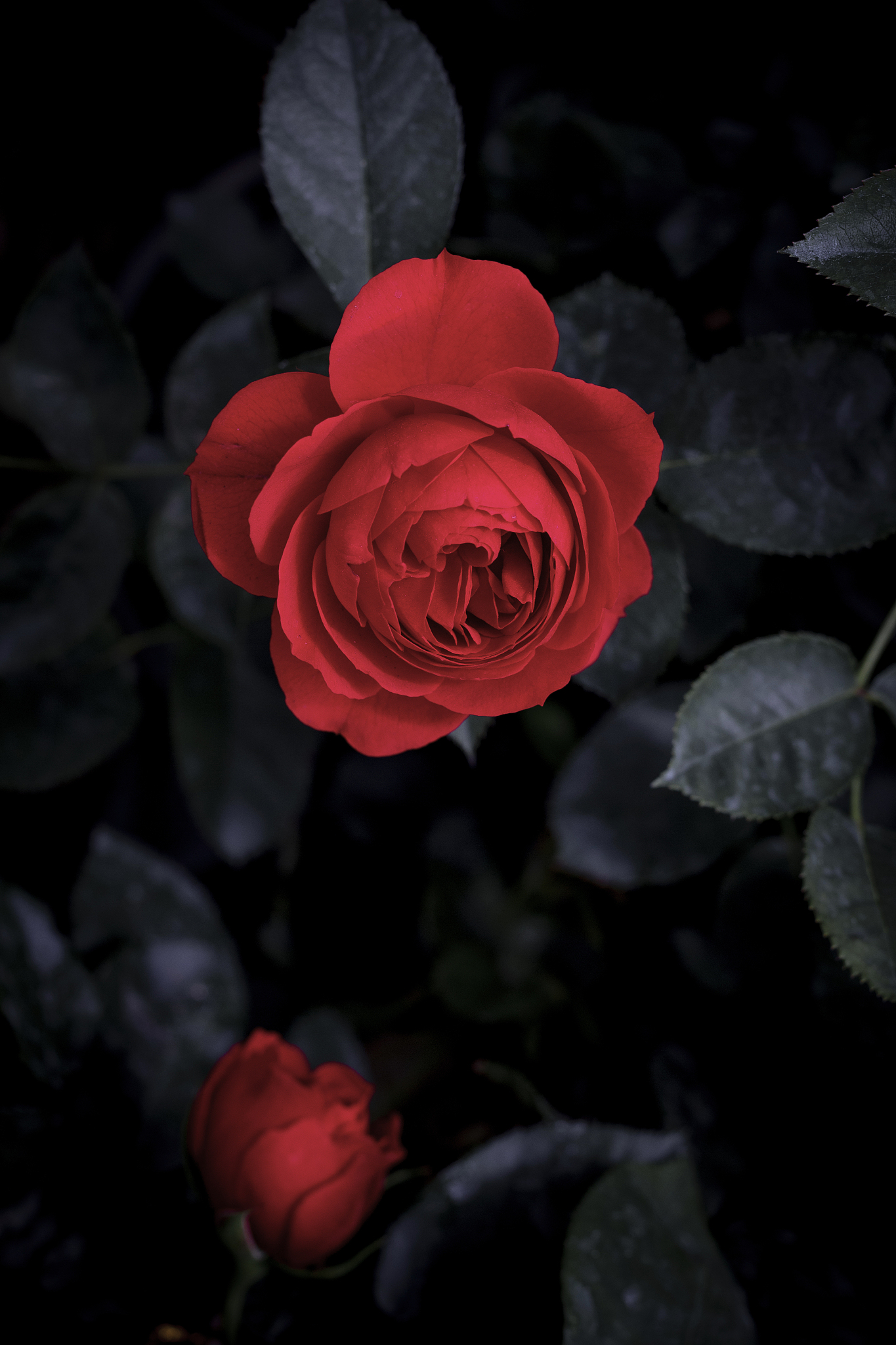 请用优美的句式描述：一朵玫瑰盛开的画作