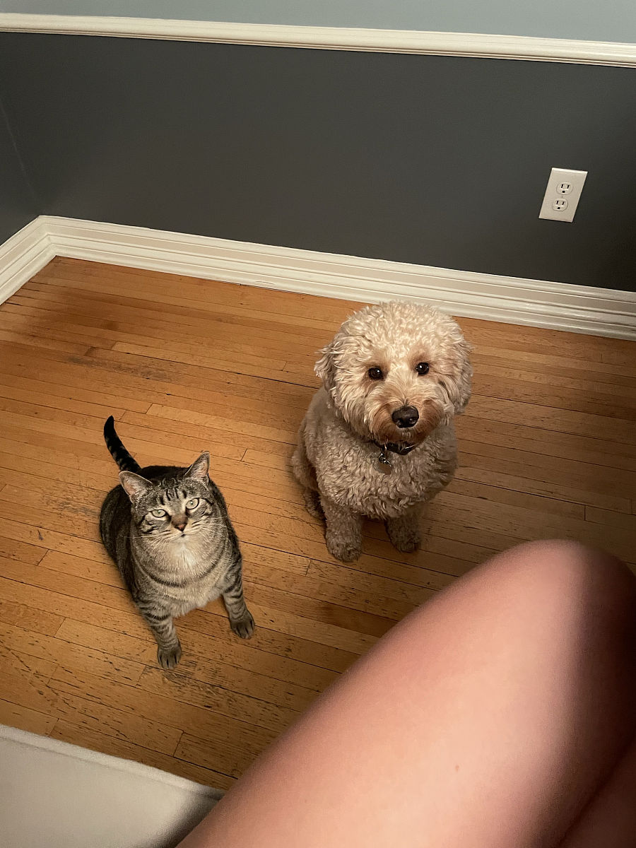 利用宠物窝设计拍短视频发布在抖音可行性