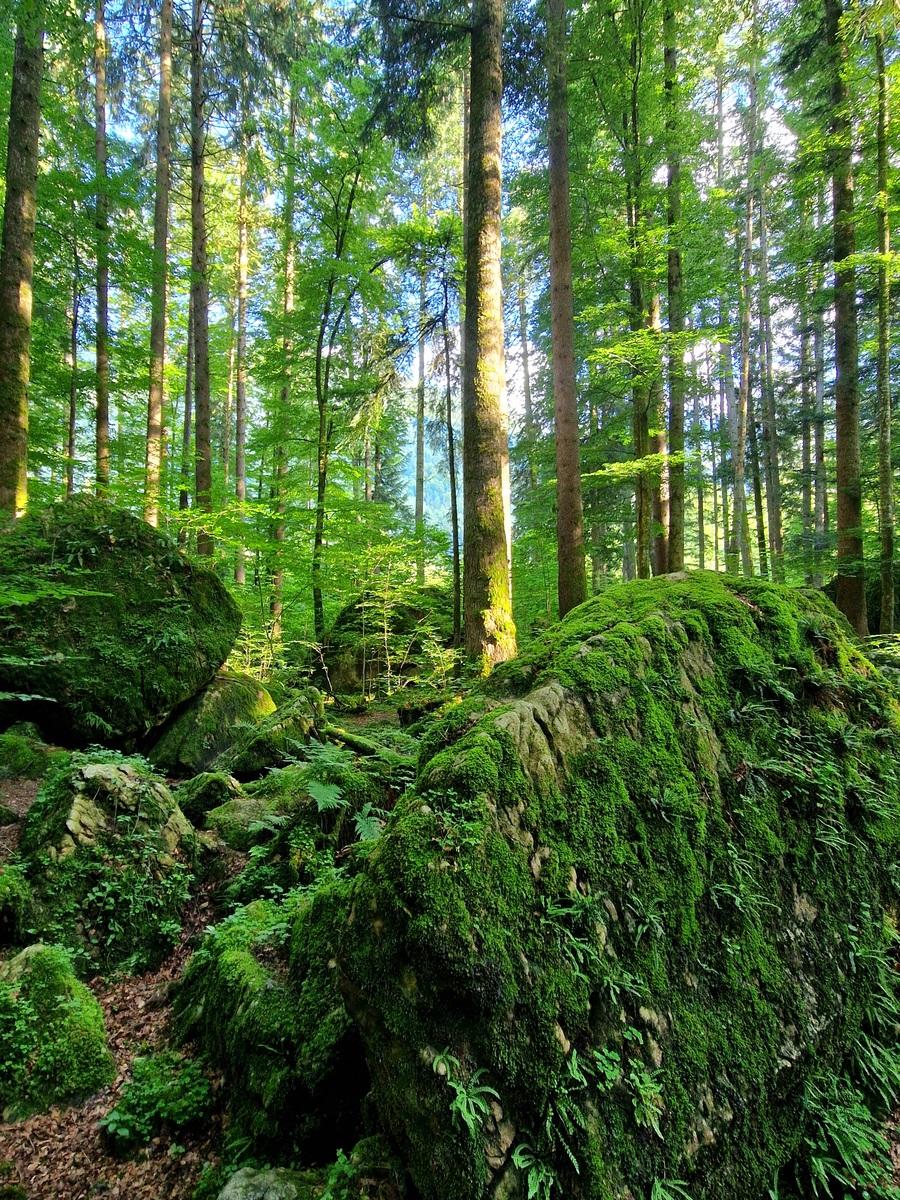 Forests 期刊：涵盖森林科学领域研究的国际期刊