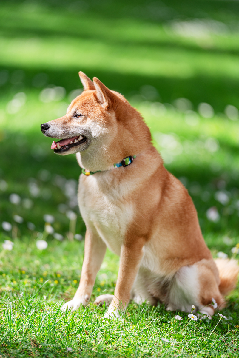 中华田园犬智力相当于多大的孩子