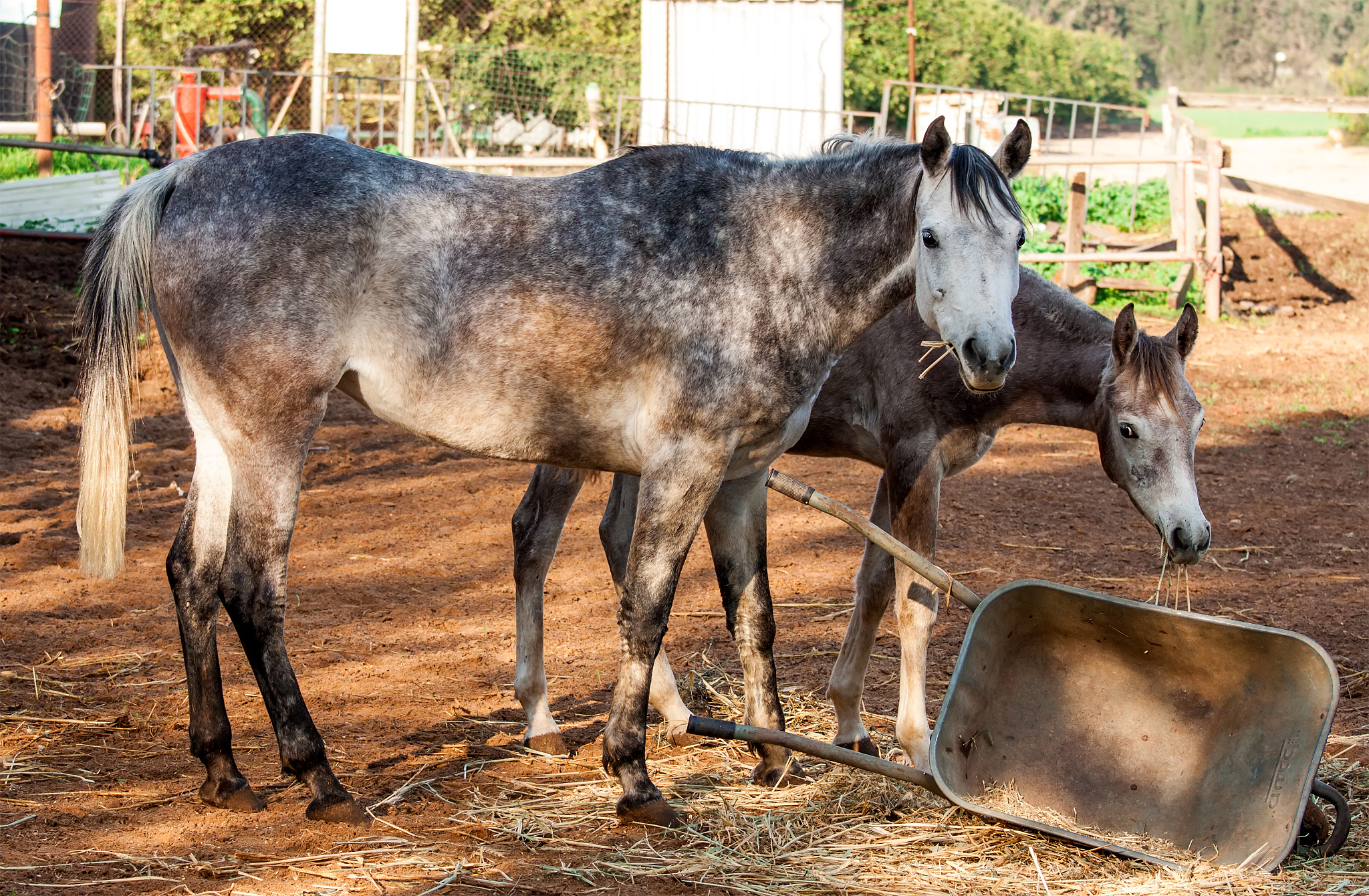 horses