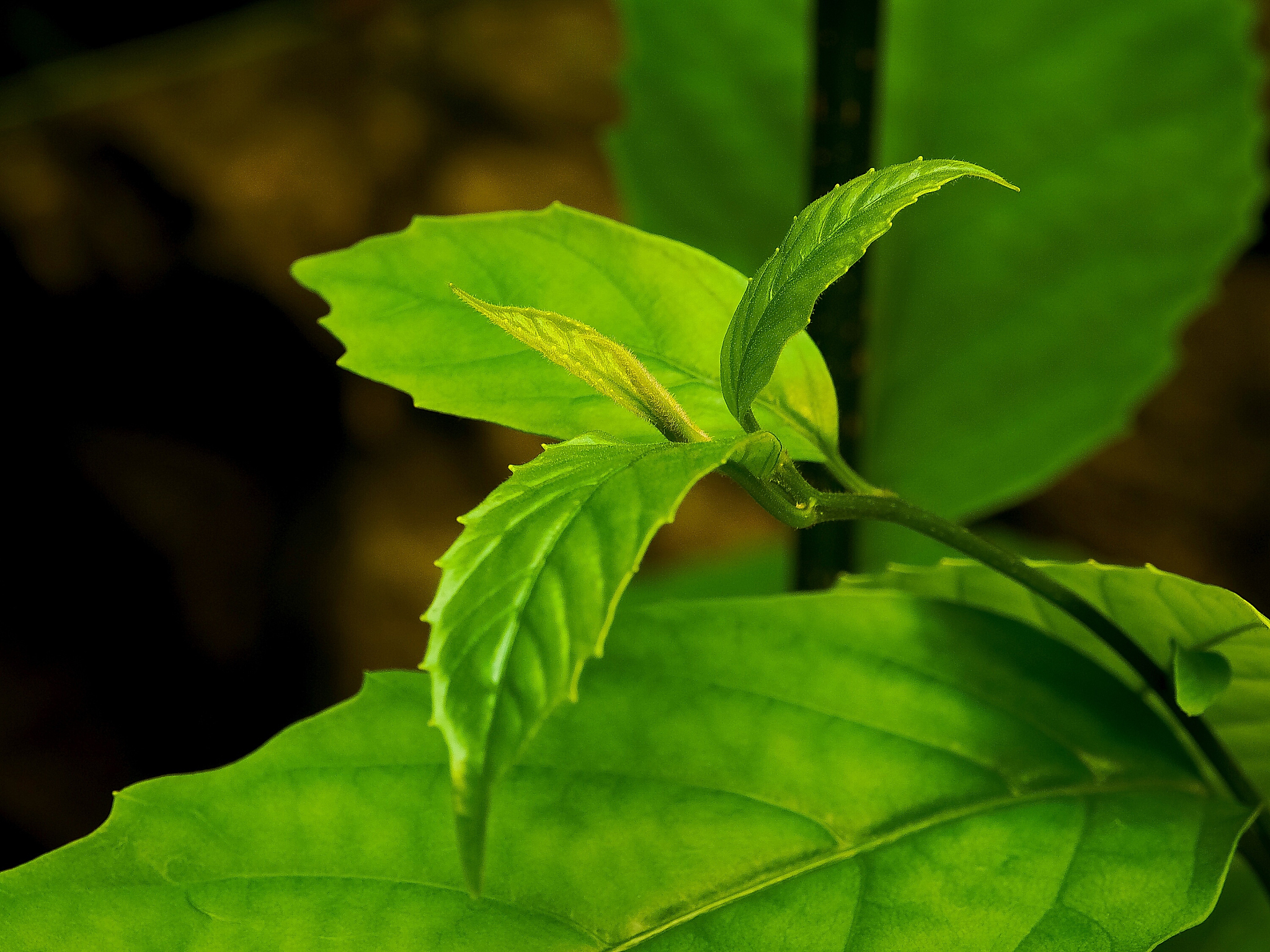 close-up of leaves growing on plant