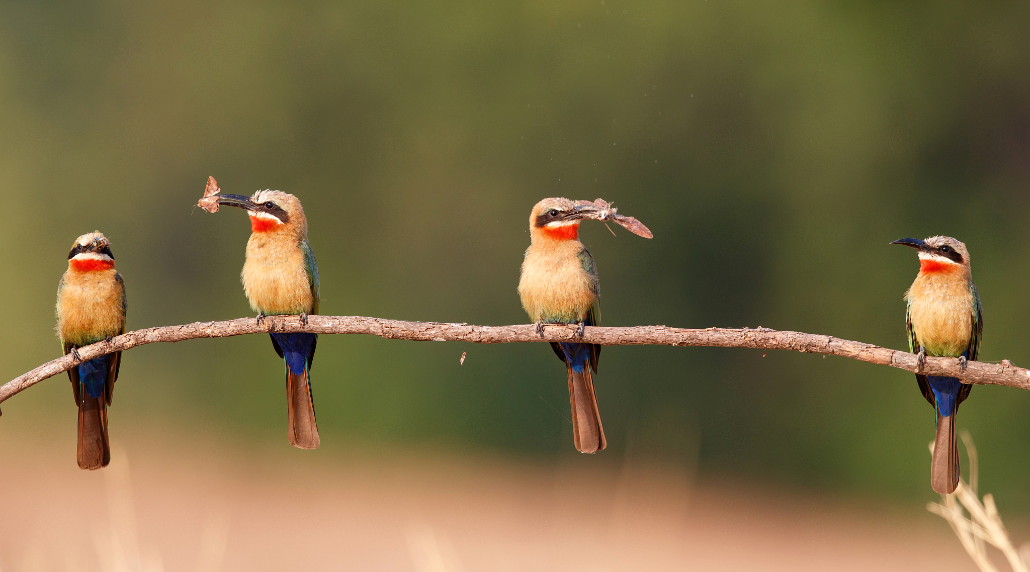 white fronted bee eater in mana pools