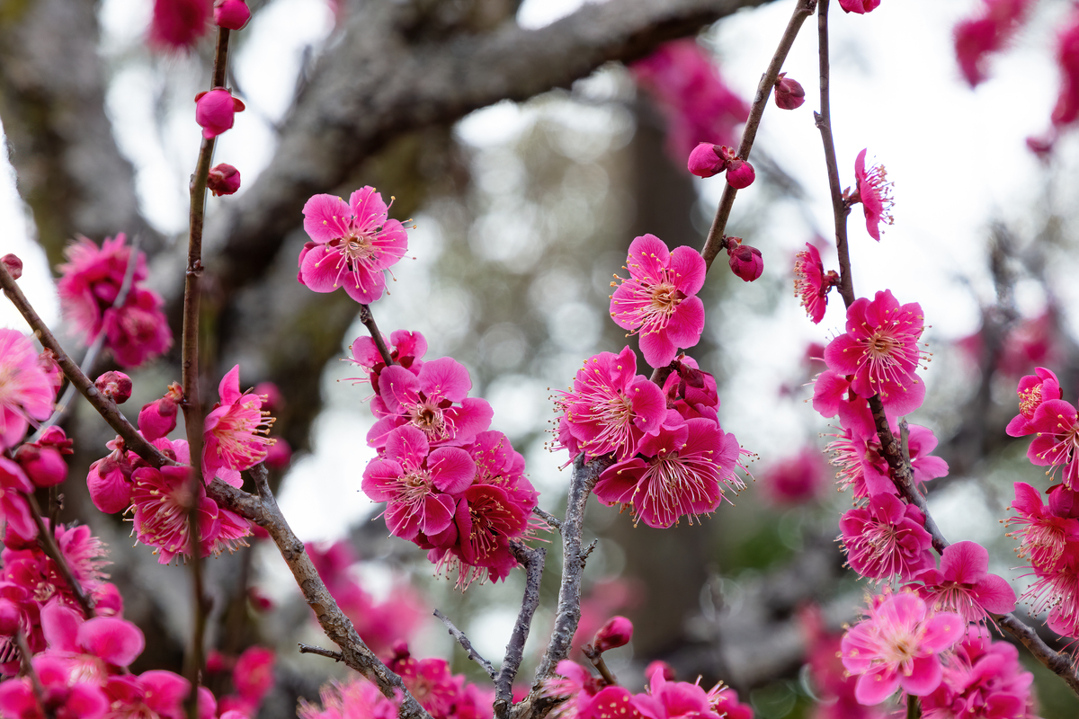 十大名贵梅花盘点：名字美到极致，花朵美到想吞！