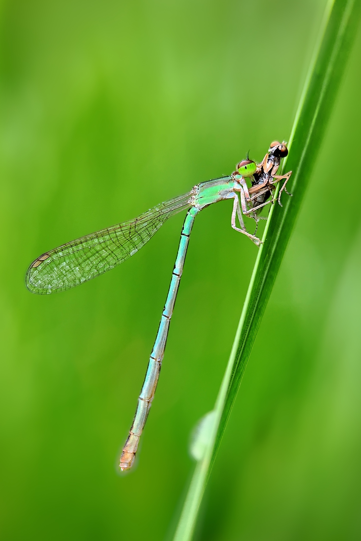 评价Lotka-Volterra模型