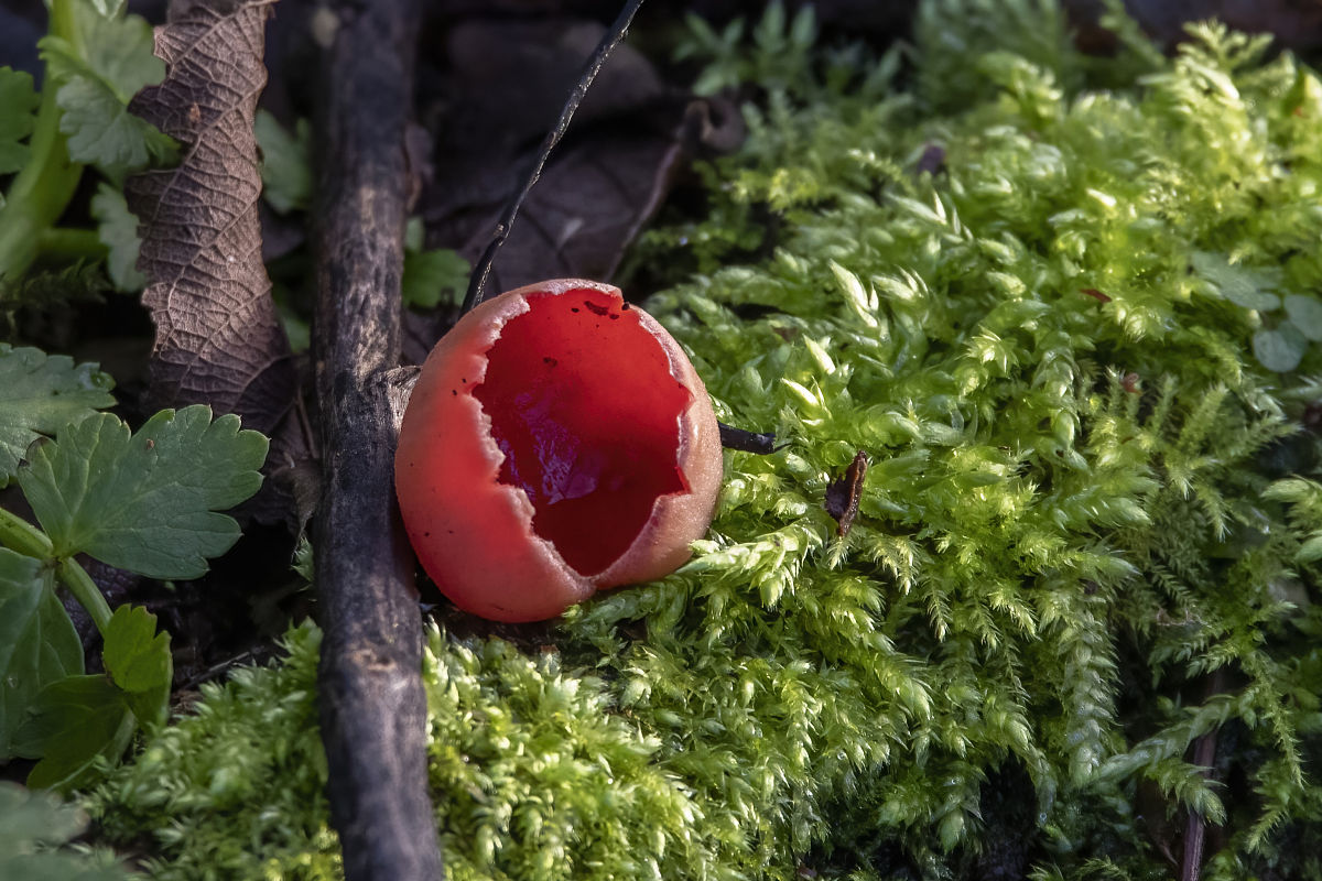 红色艺术组织项目组织架构：工作职能与管理内容详解