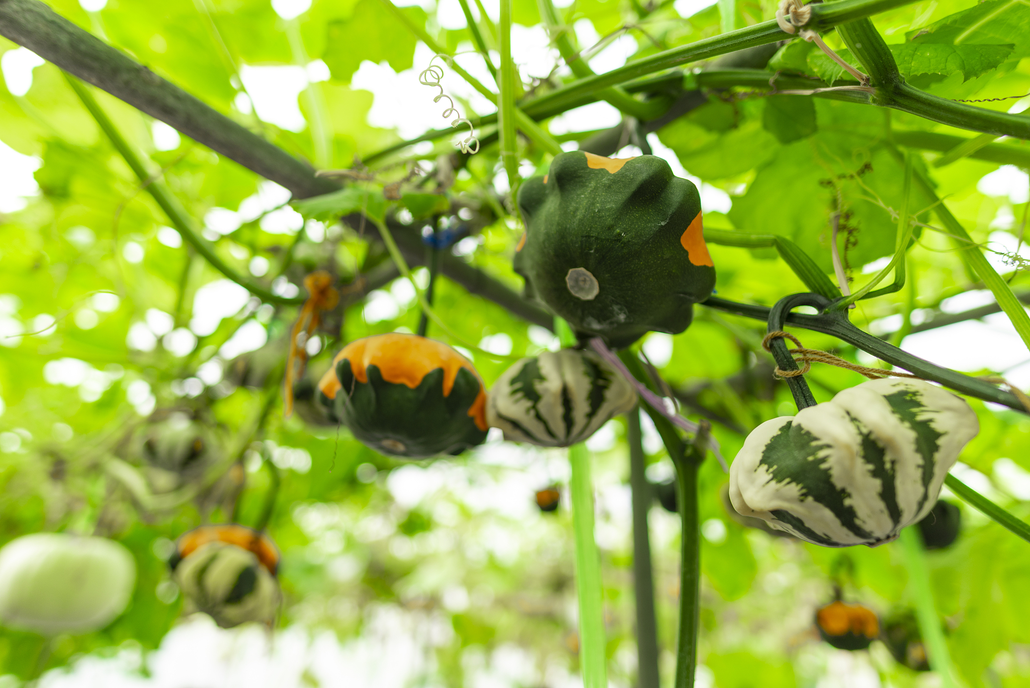 辽阳职业技术学院食品生物技术专业课程介绍 - 学习内容与就业方向