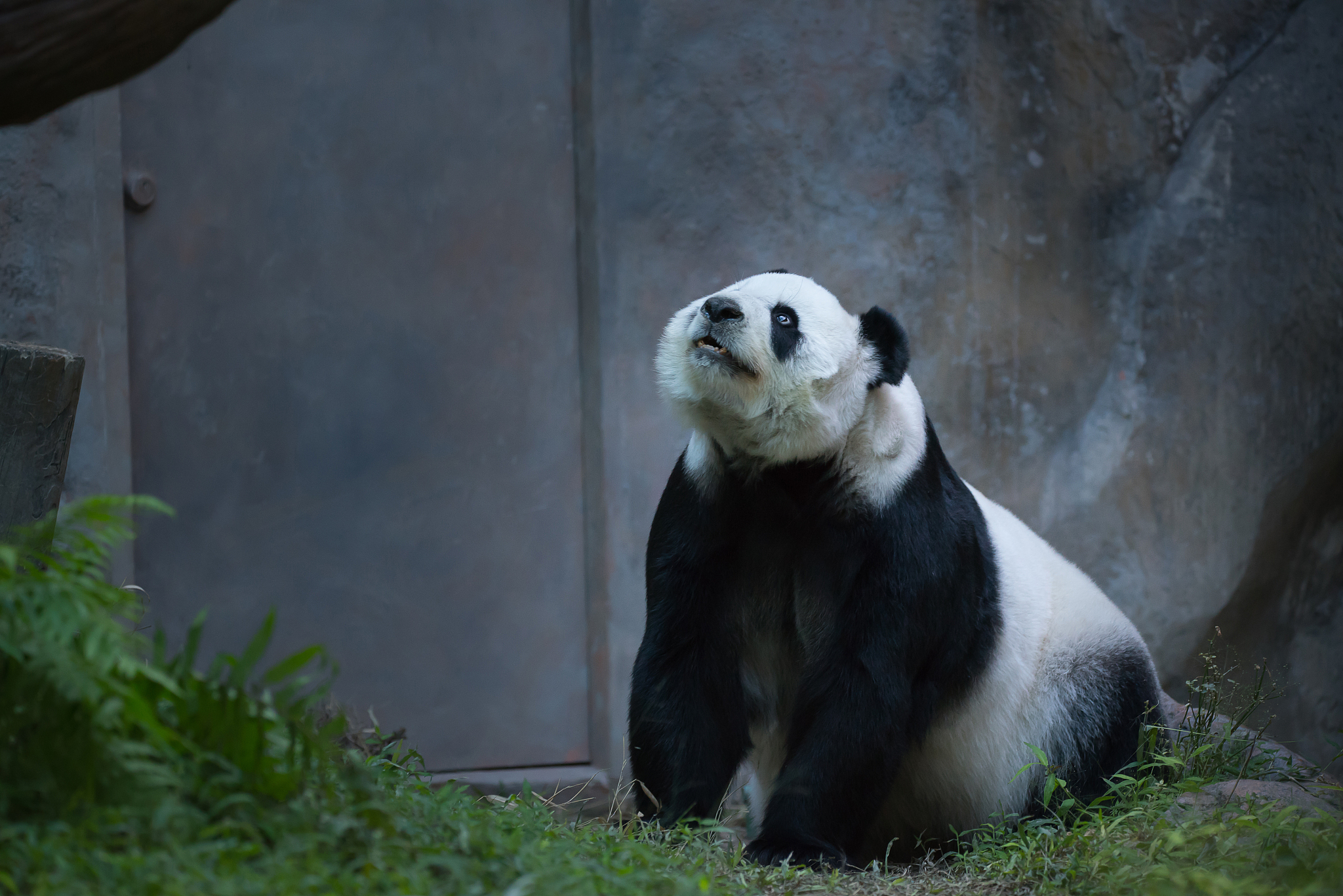 请把下面的文章整理为中英文对照Title My Favorite Animal - The PandaI love pandas! They are my favorite animal because they are cute cuddly and have a unique black and white pattern on their fur Pandas are native to C