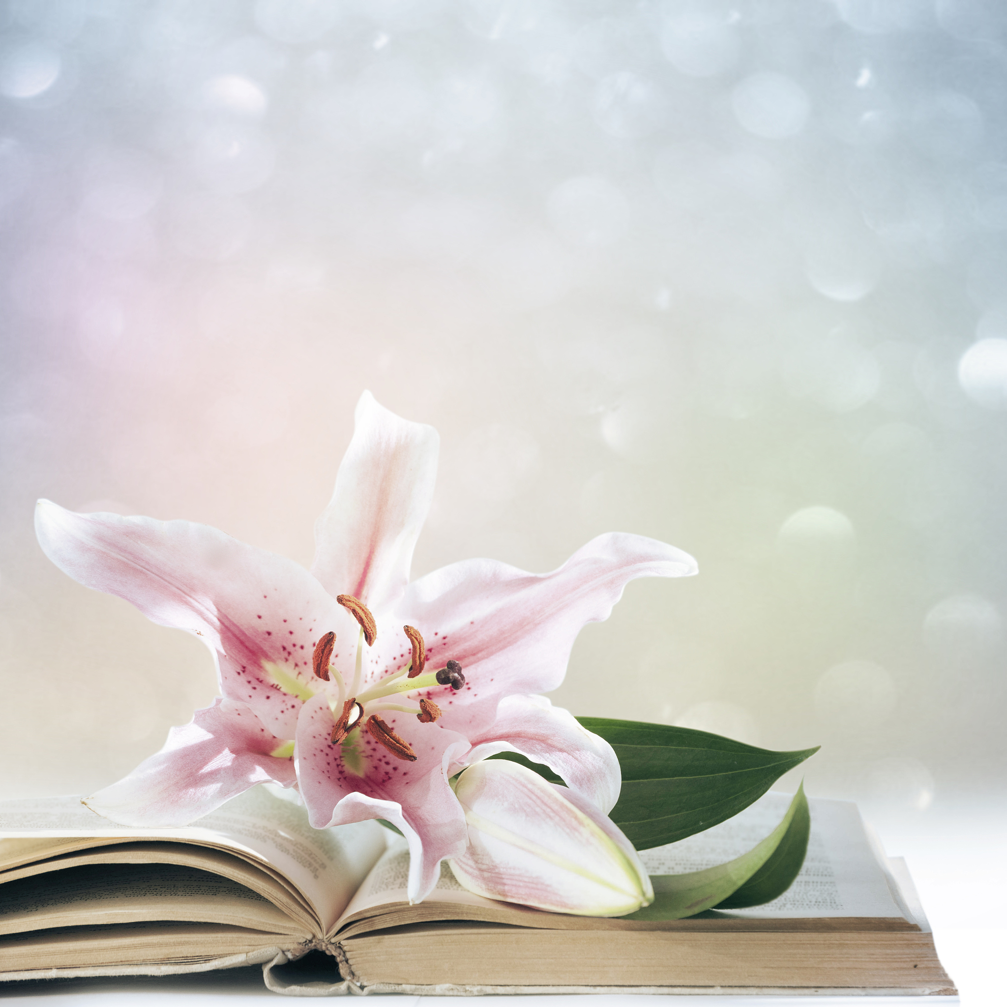 圣经里百合花的深意