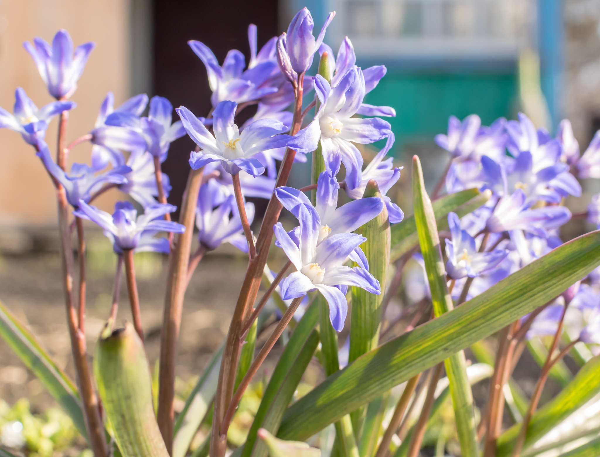 beautiful fresh blue spring flowers