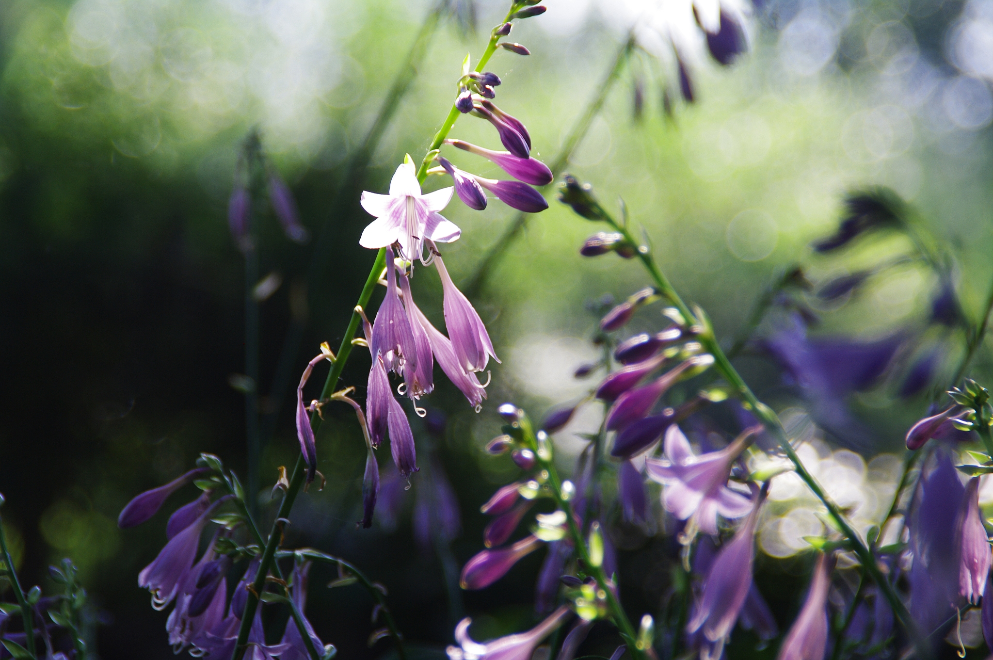 flowers are always beautiful.