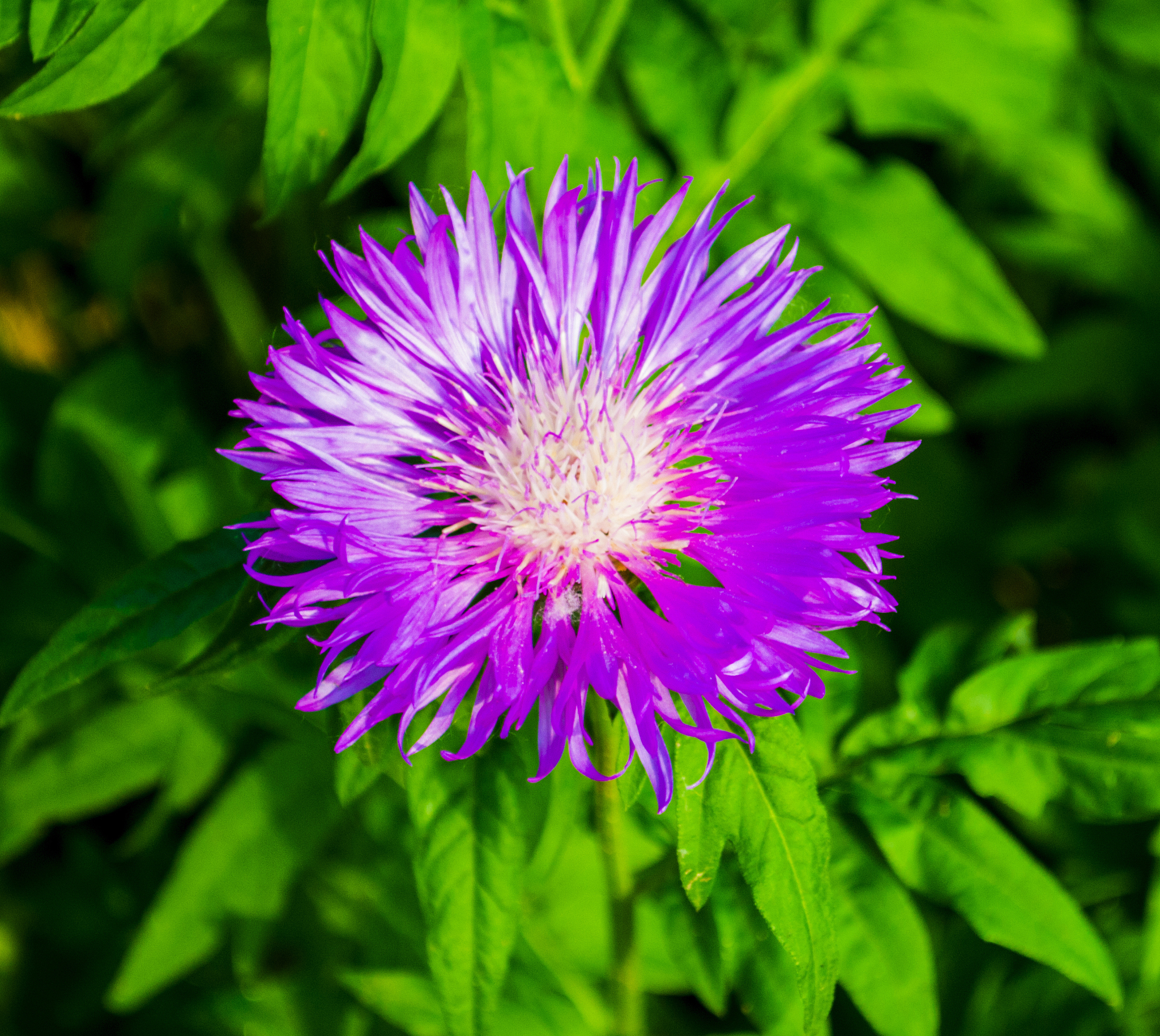 blurred pink blessed milk thistle flower, close up, shallow dof.