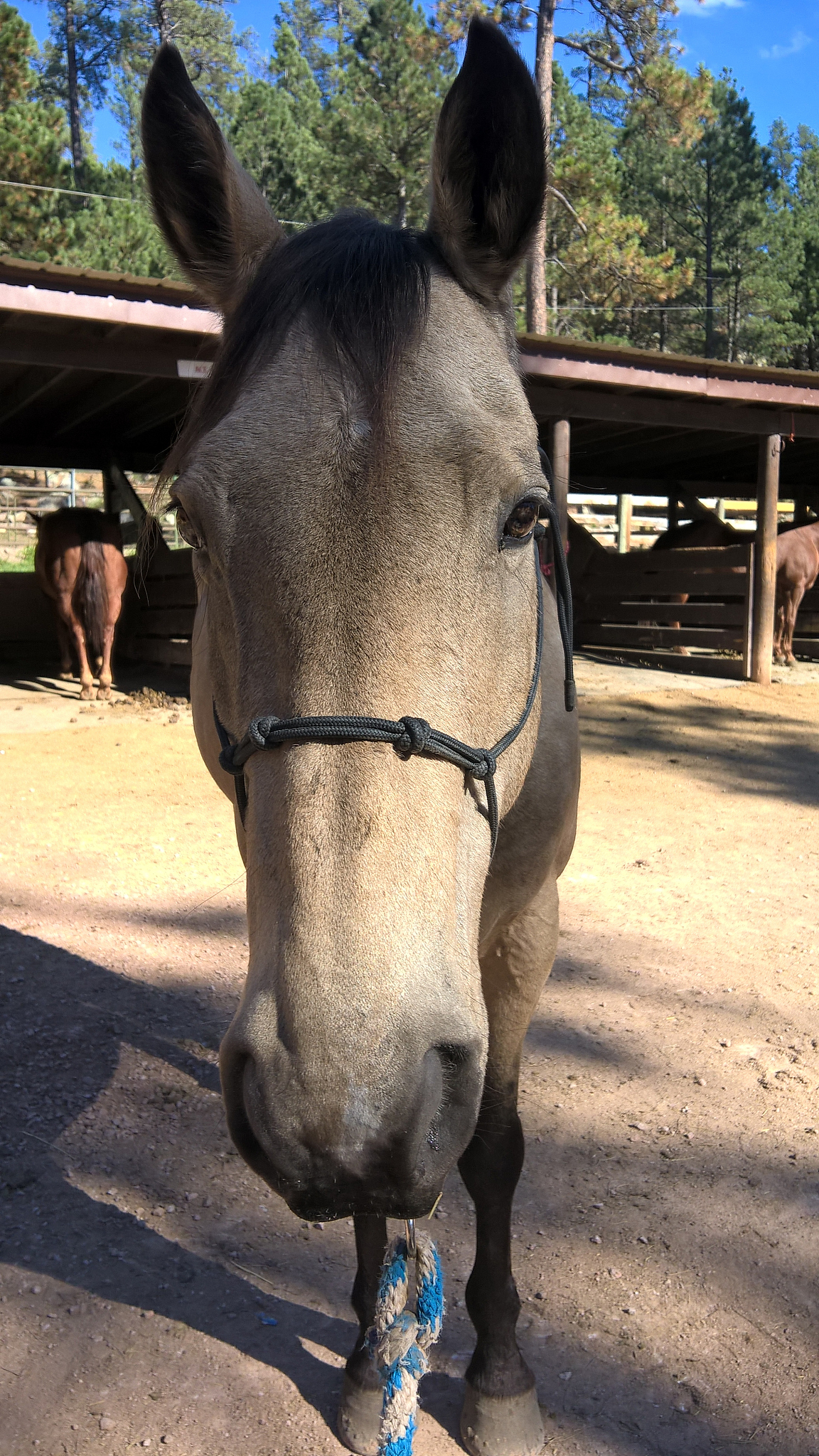 horse standing against stable