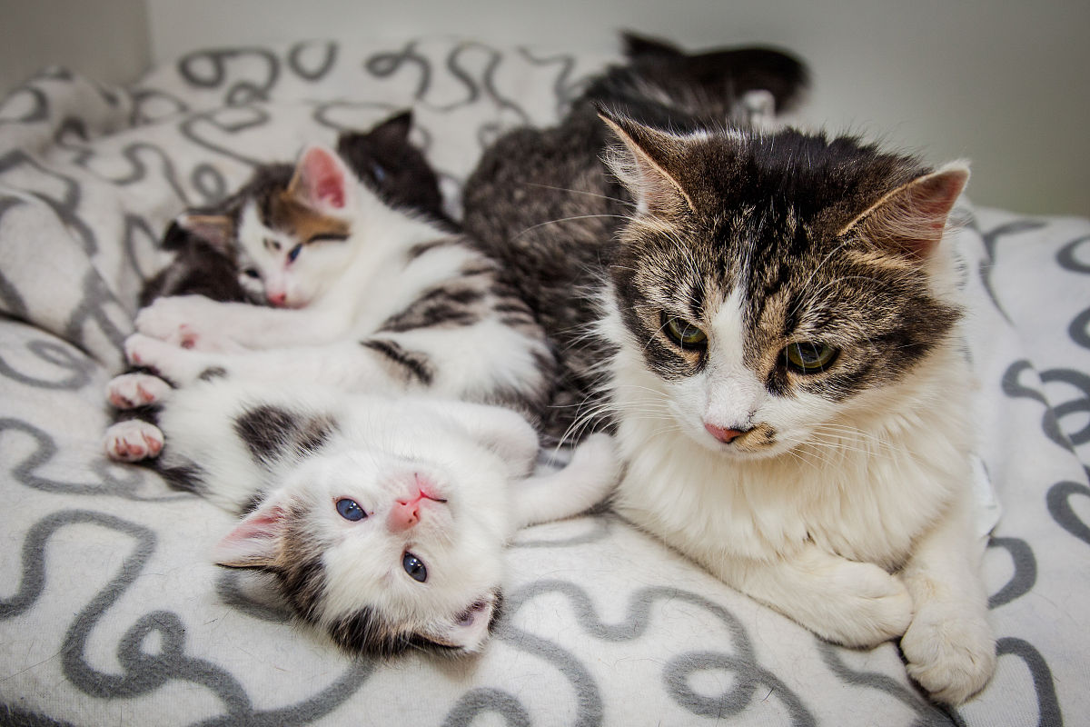 你喜欢我吗？- 猫咪的可爱回答