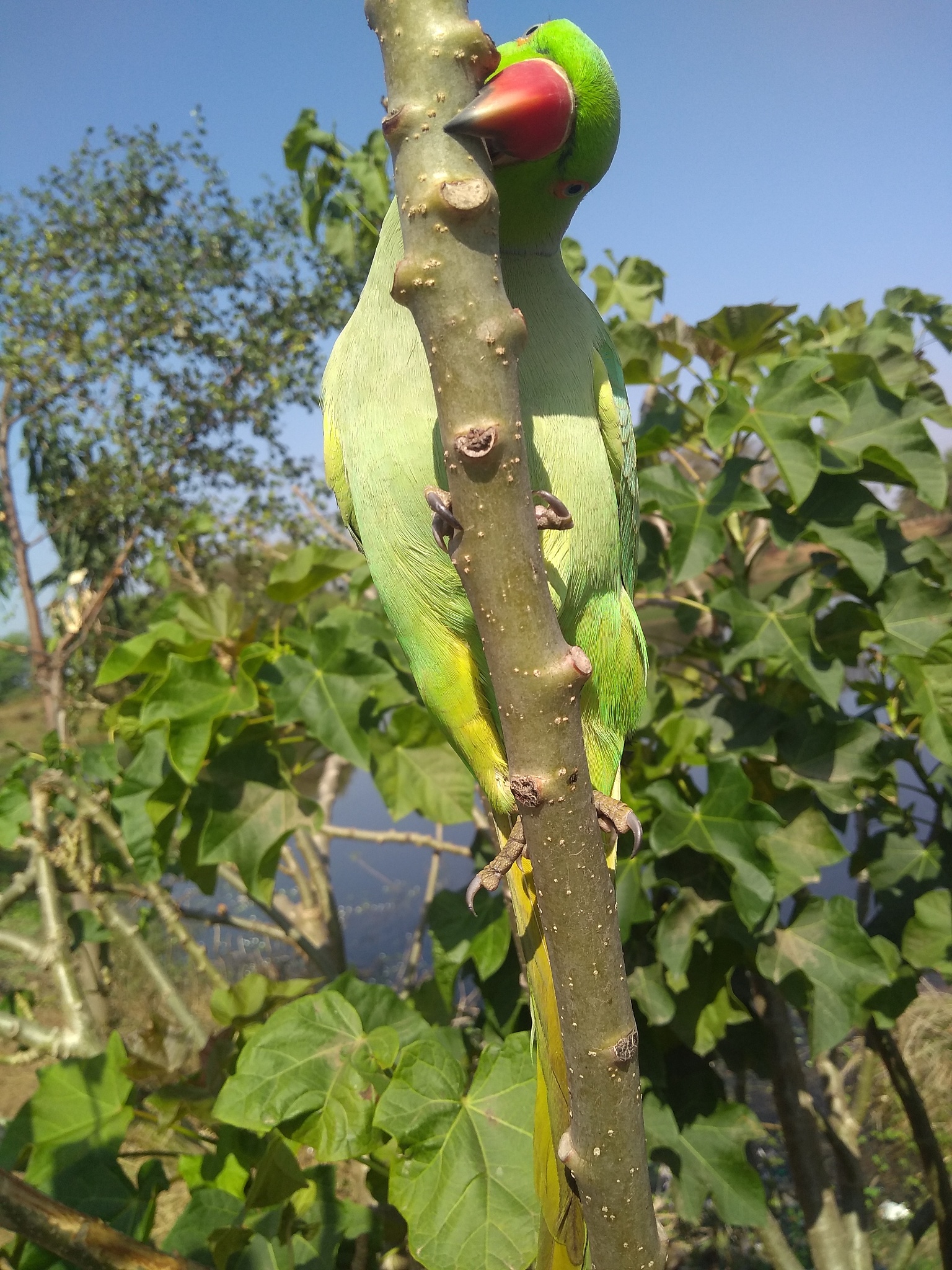植原体感染对枣树