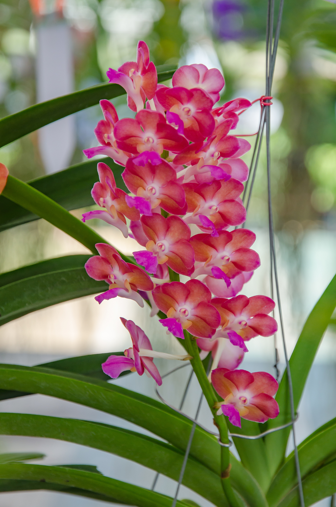 beautiful orchid in garden,colorful orchid.