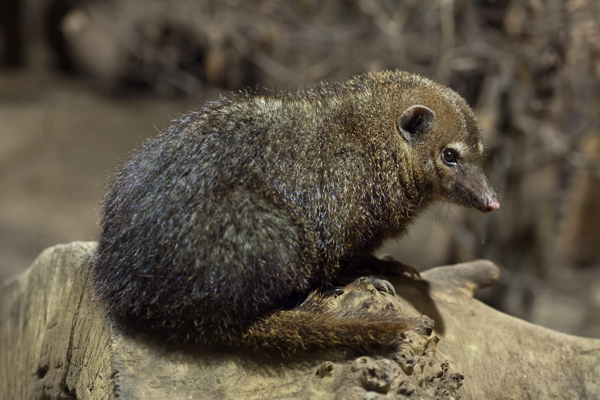 common kusimanse (crossarchus obscurus).