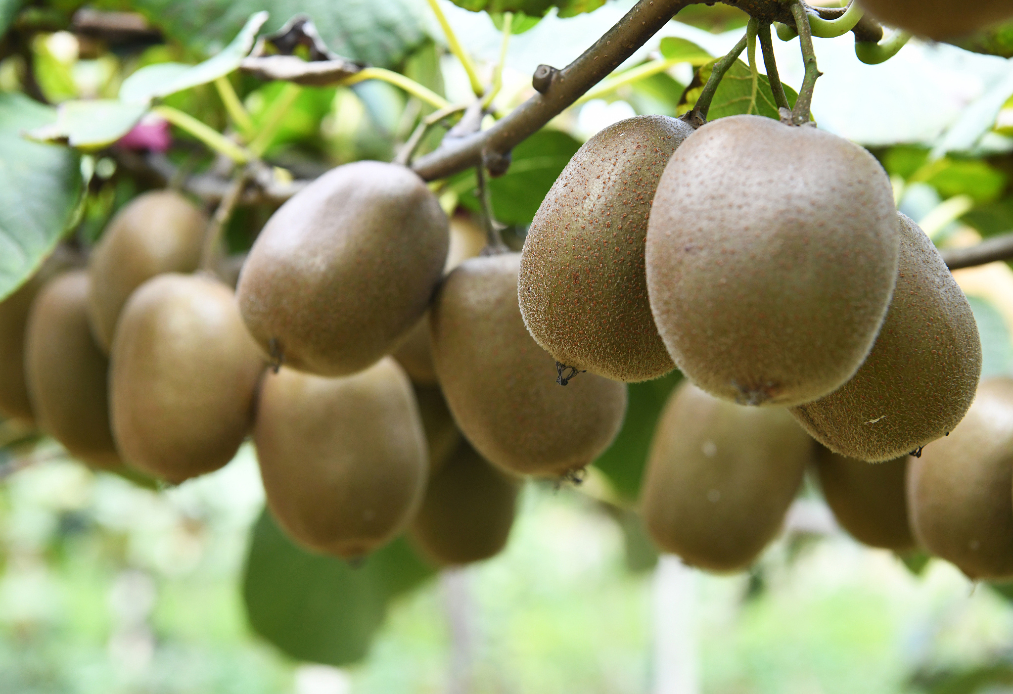 齐峰果业眉县猕猴桃产品策略分析及优化建议