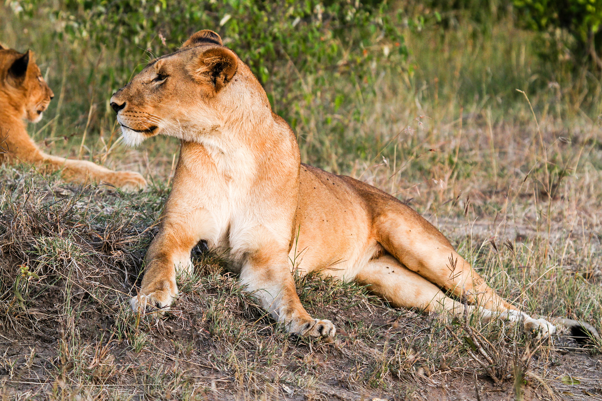 非洲狮王索罗：一个“胆小鬼”的另类生存传奇