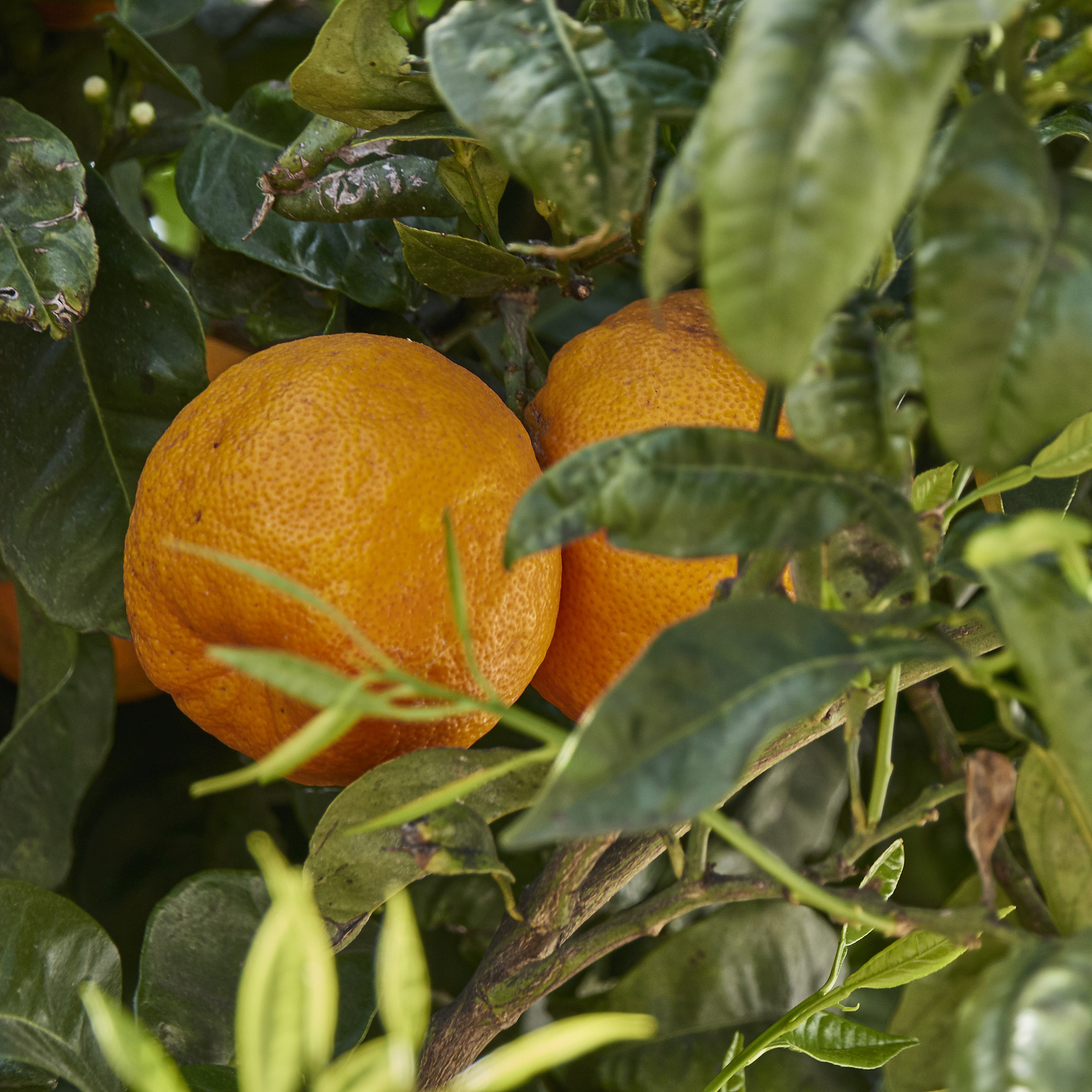 柑橘疮痂病：症状、防治及对柑橘树的影响