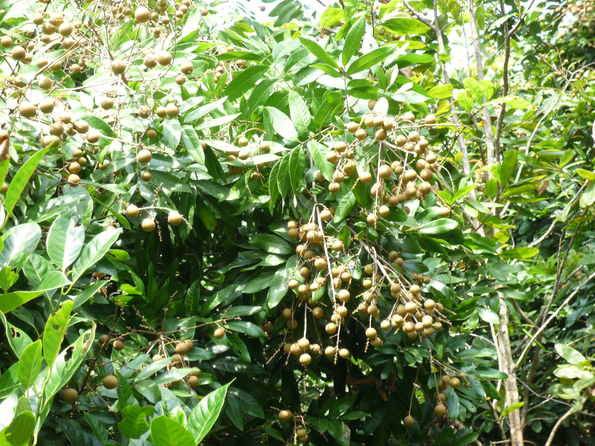 本草纲目的歌词里有哪些经济林