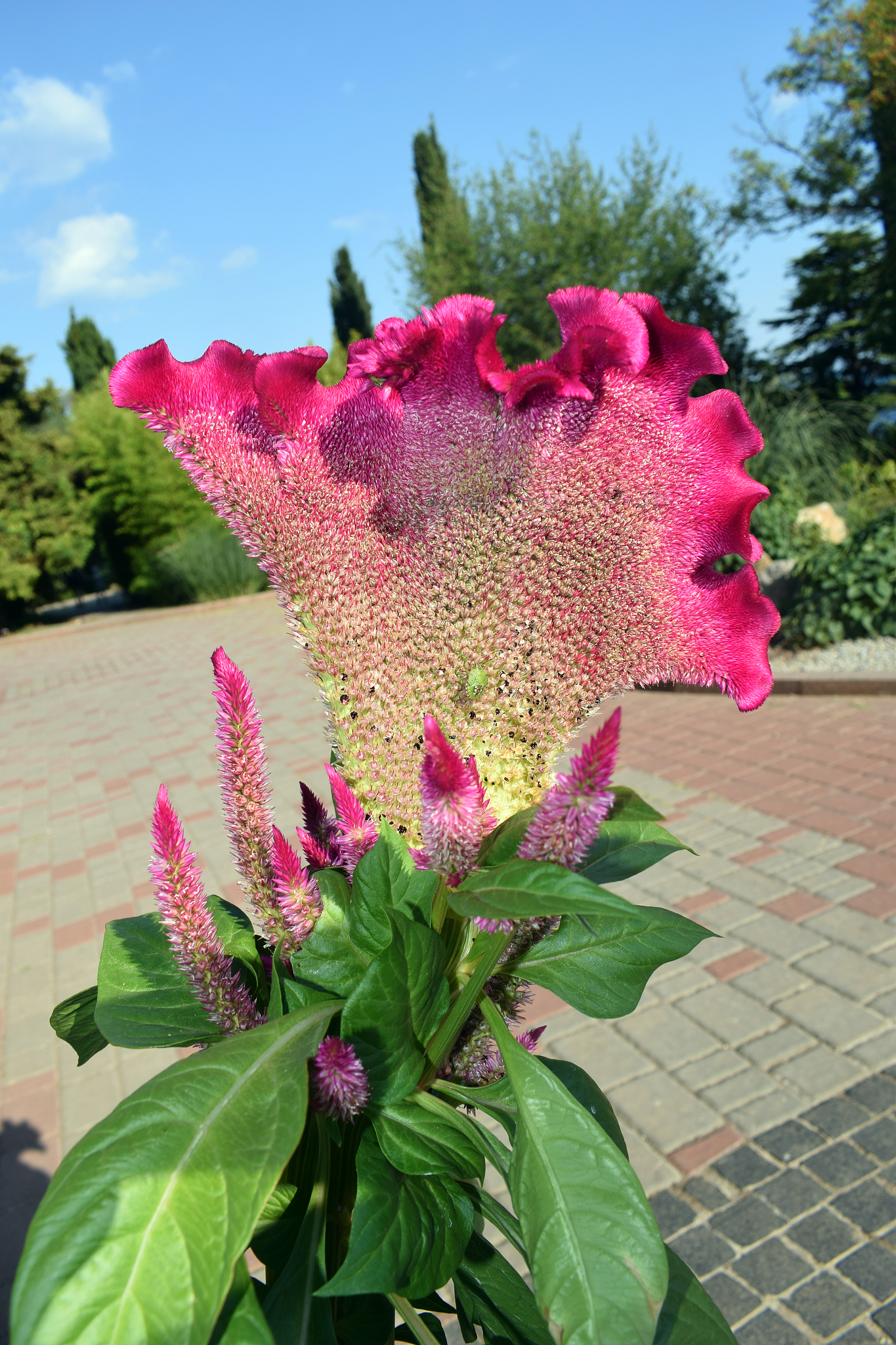 Gloriosa 中文名：火鸡冠花