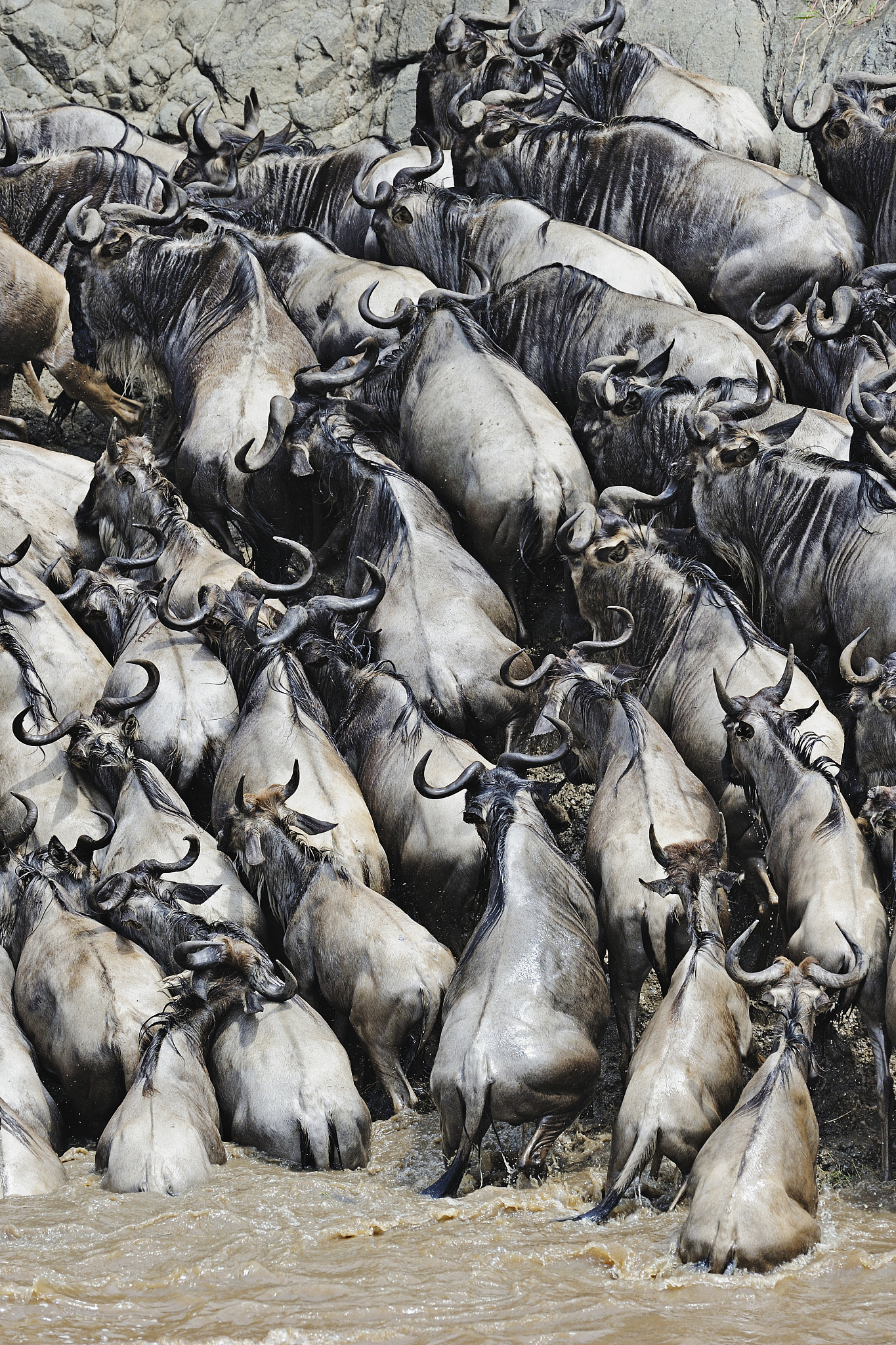 herd of wildebeests, kenya