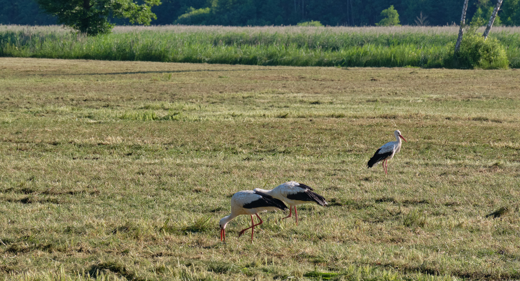white stork(ciconia ciconia) herd gathering in meadow