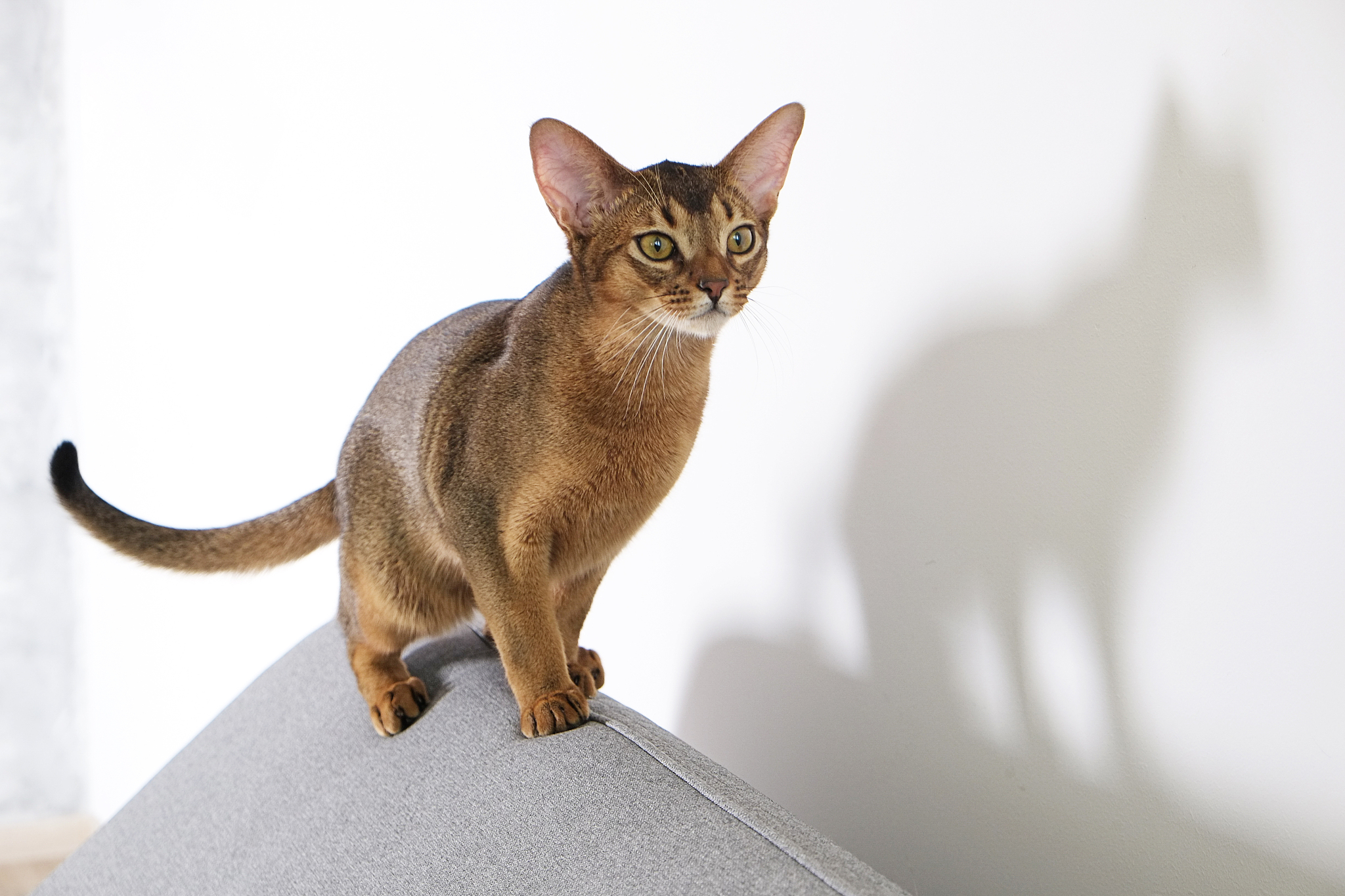 cute purebred cat with funny big ears.