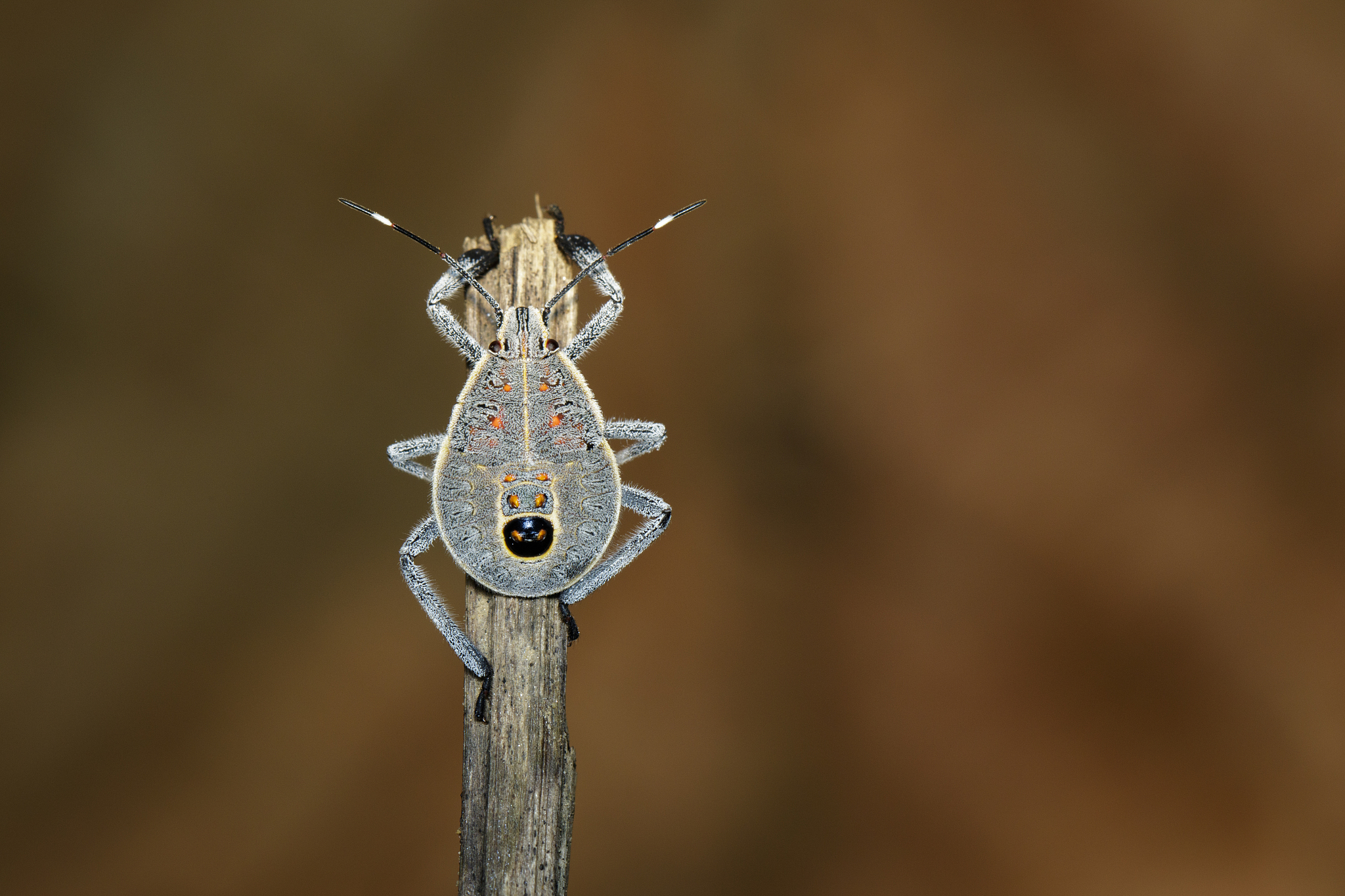 image of hemiptera bug on a brown branch. insect. animal