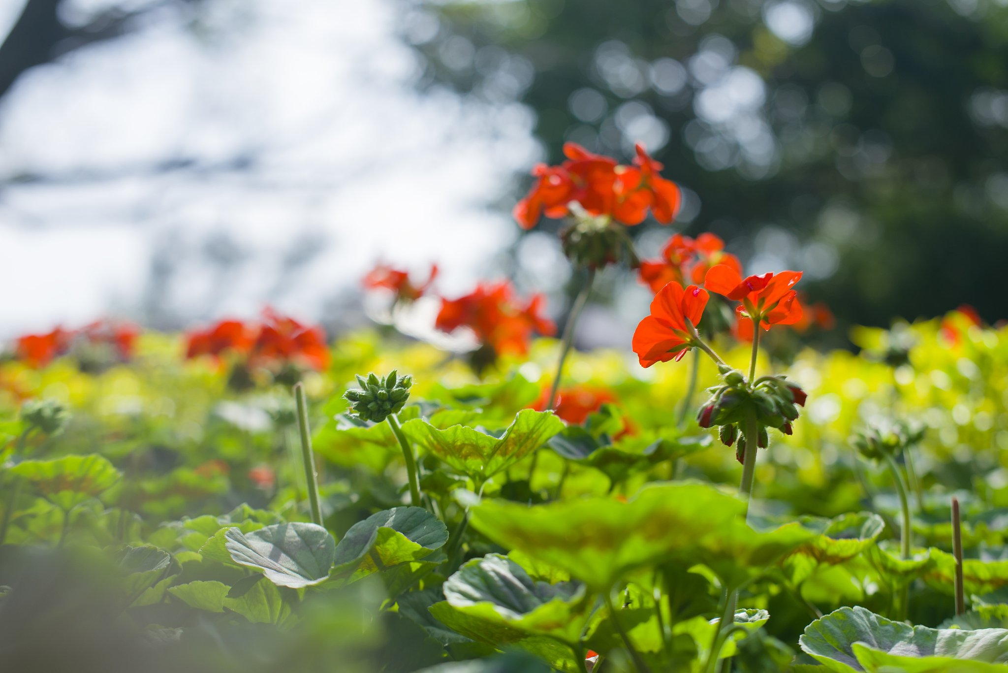 荸荠的茎：主茎和侧枝