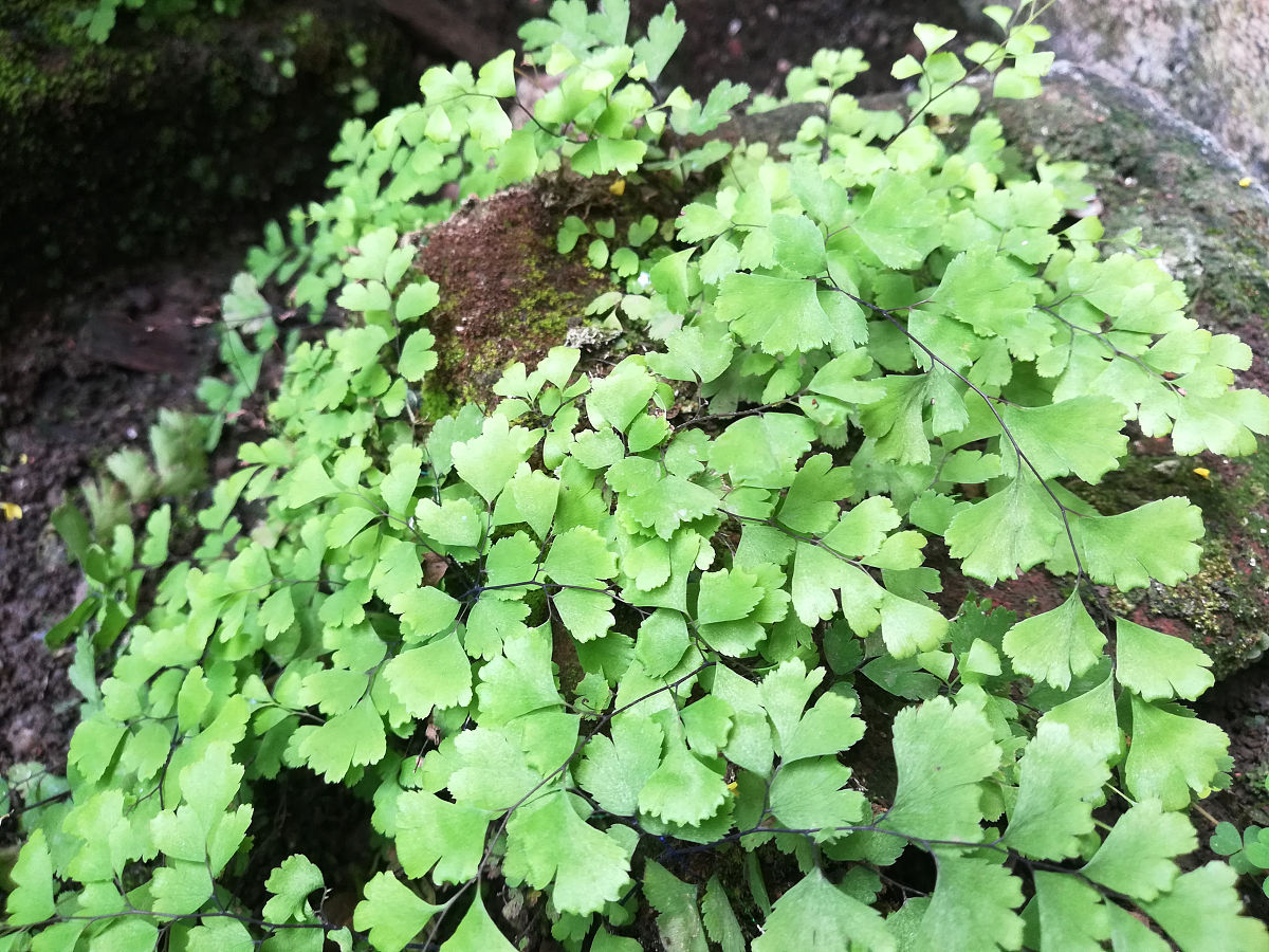 将 蛇莓苗飞燕草种苗希美丽种苗五爪金龙苗绞股蓝苗狼尾草种苗绣球小苗耧斗菜种苗花棒种苗油牡丹种苗菊花苗茶花苗玫瑰苗月季苗白玉兰苗甜象草苗禾雀花苗艾草苗花叶姜苗牡丹苗茉莉花苗石蒜苗鸢尾苗狐尾藻苗三角梅苗君子兰苗球花石斛苗茴香菖蒲苗巨菌草种苗狐尾武竹苗蝴蝶兰苗薰衣草种苗绣线菊苗向日葵种苗巴戟苗水葫芦种苗紫叶李树苗太阳李树苗 以、分割