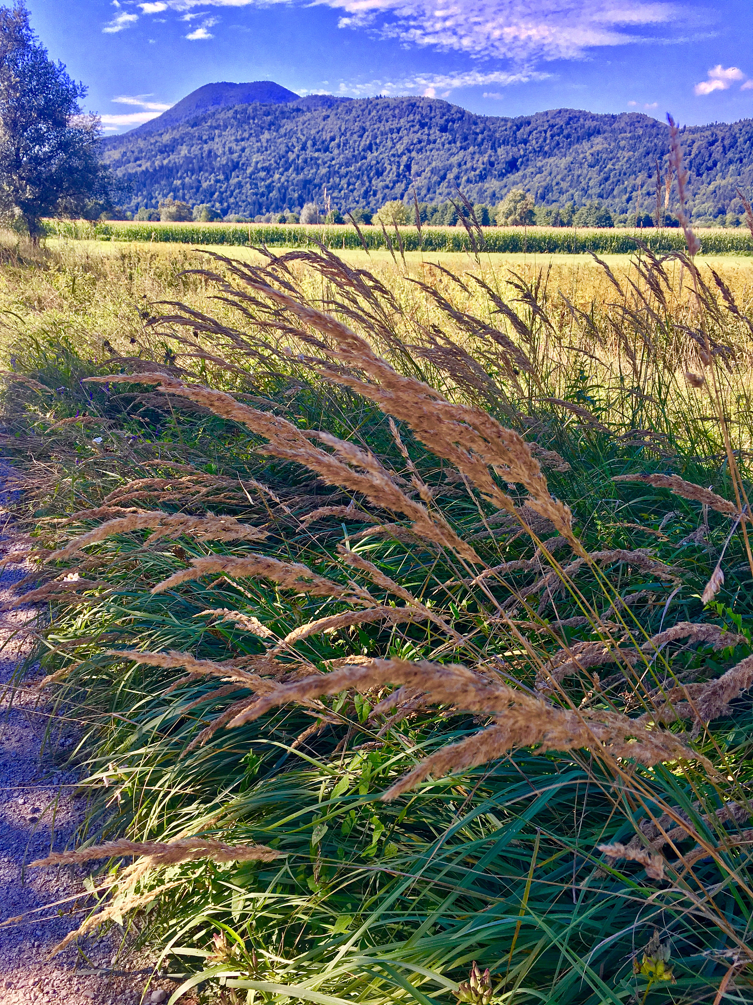 现在你是之江旅行社的一名旅游策划师请制订一份2023年暑期节旅游产品网络营销策划书：要求：1、为之江学院大学生定制一款2023年暑期旅游产品；国内7日游。从游客需求入手-分析游客需求痛点-设计有针对性的产品2、制订该旅游产品网络营销计划书参考：目标市场、产品设计策划、营销目标、营销计划、营销策略、营销手段、实施计划、营销预期效果等
