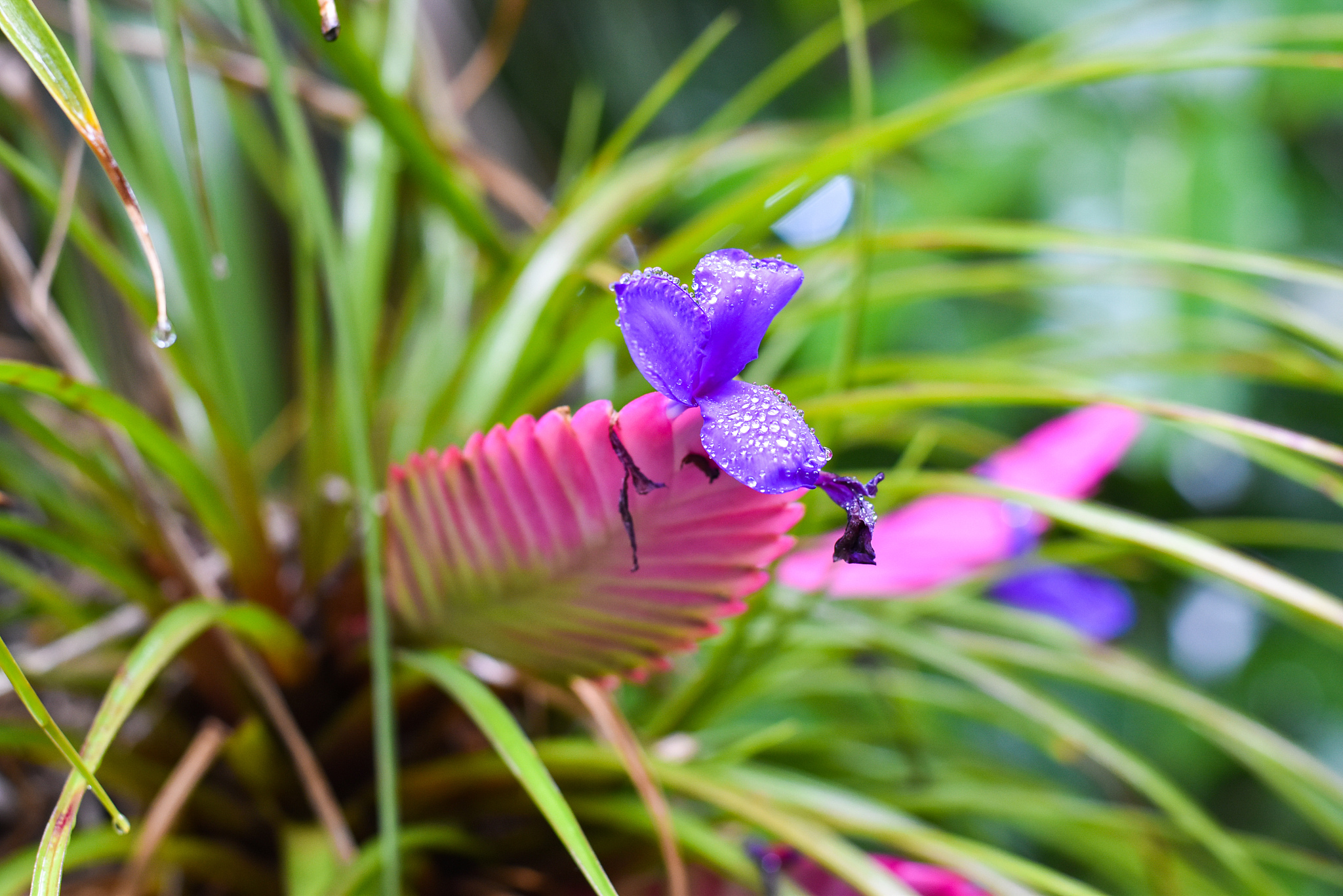 close-up of purple flowering plant