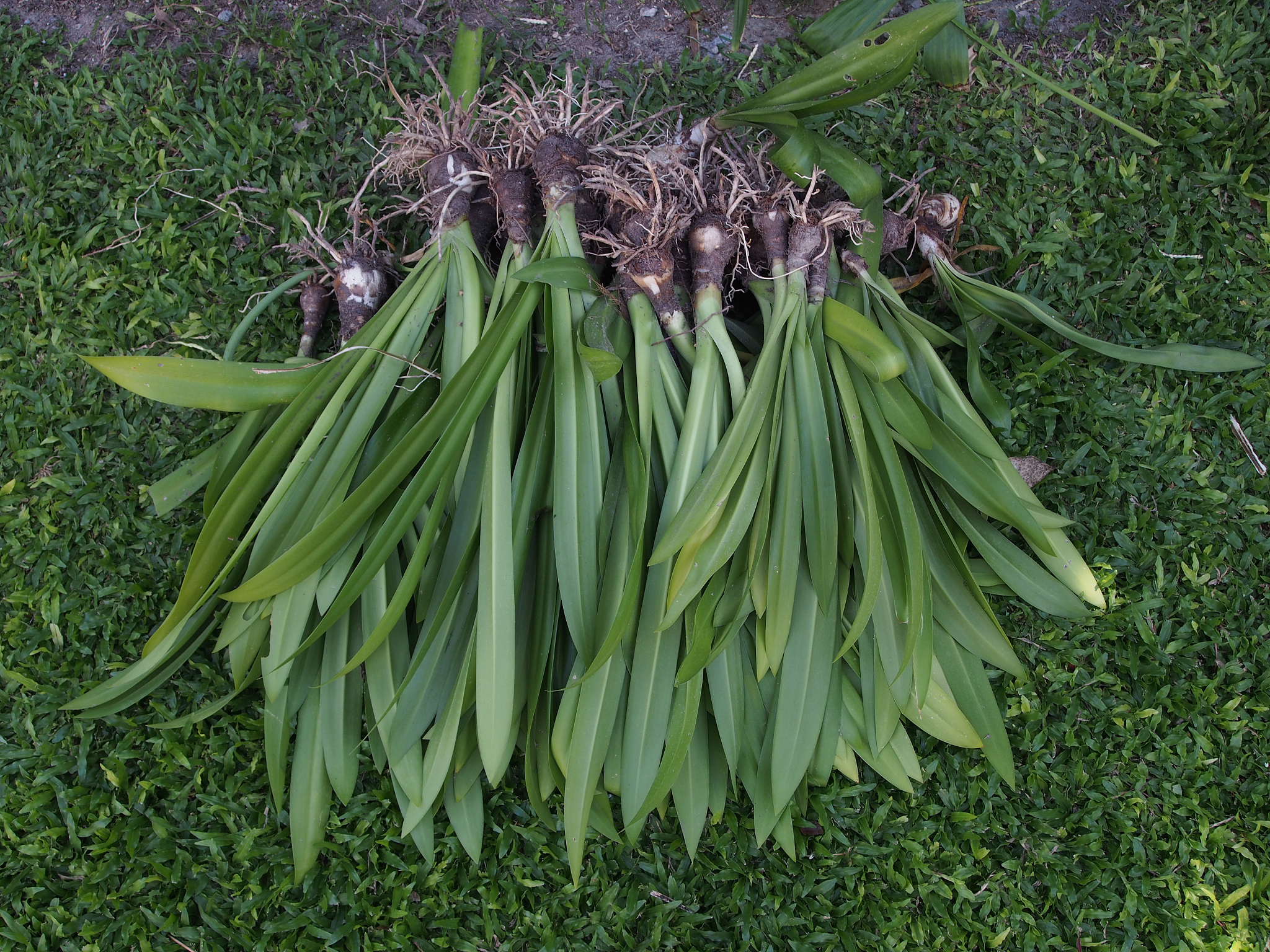 黄麻和剑麻都属于什么植物？