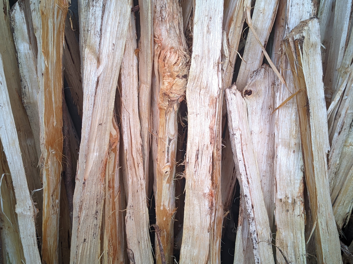 香椿树木头防开裂方法帮我用200字详细描述