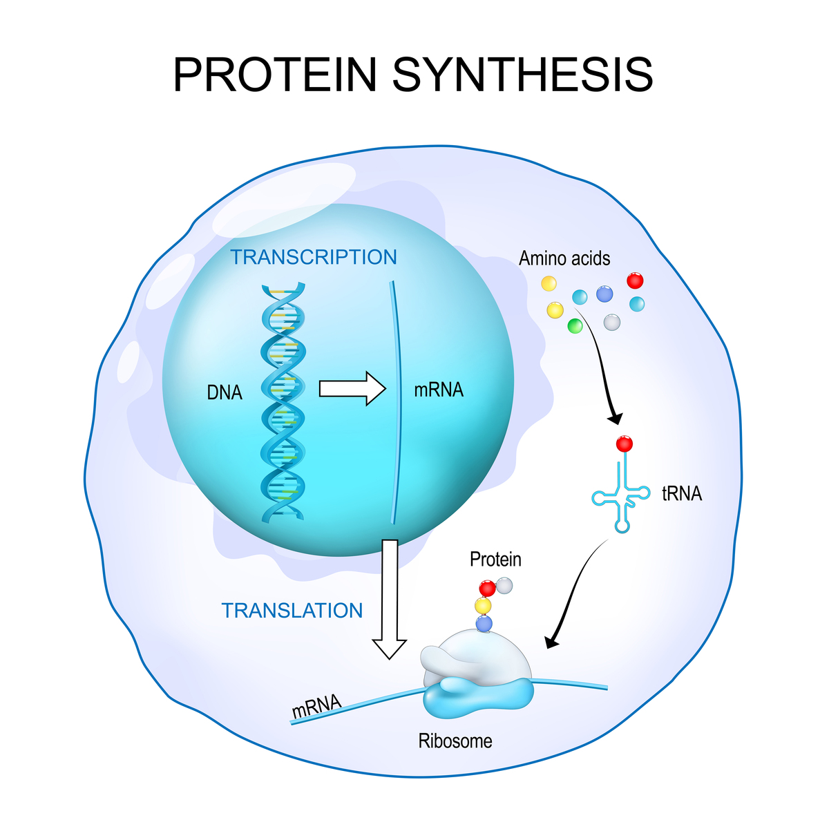 The role of lipid components in lipid nanoparticles for vaccines and genetherapy翻译这篇文献