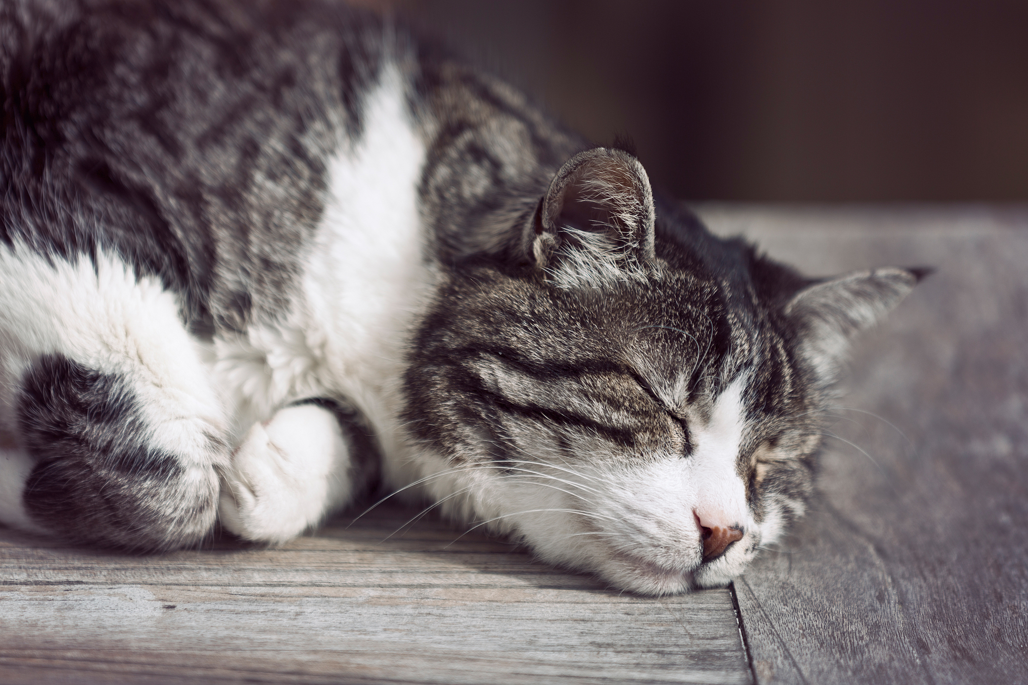 cat asleep on garden table