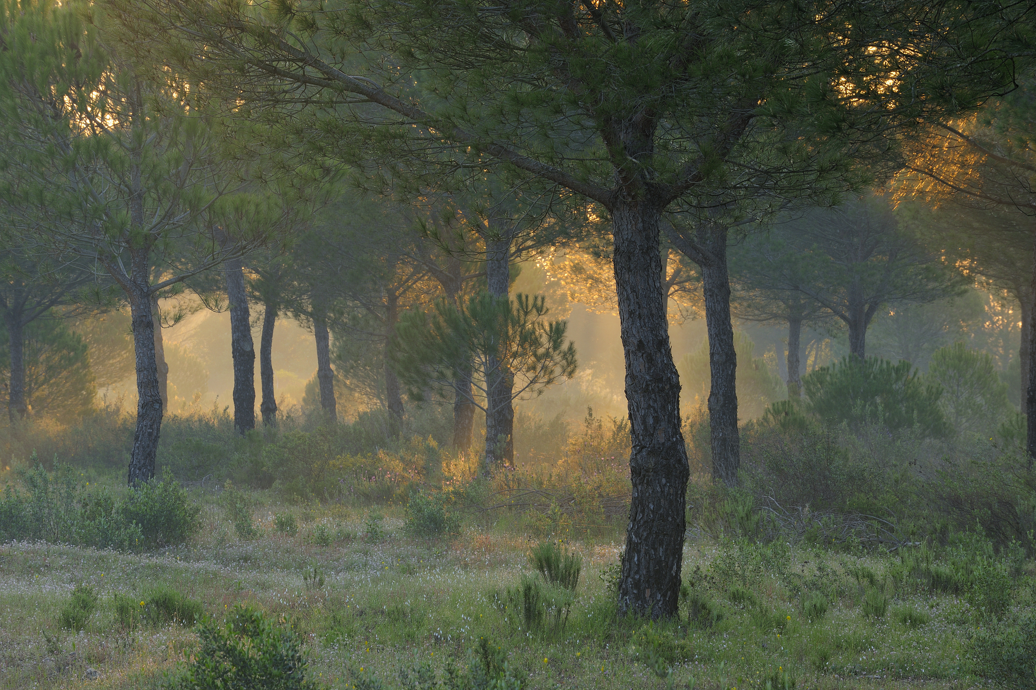 morning light in pine forest at donana park.