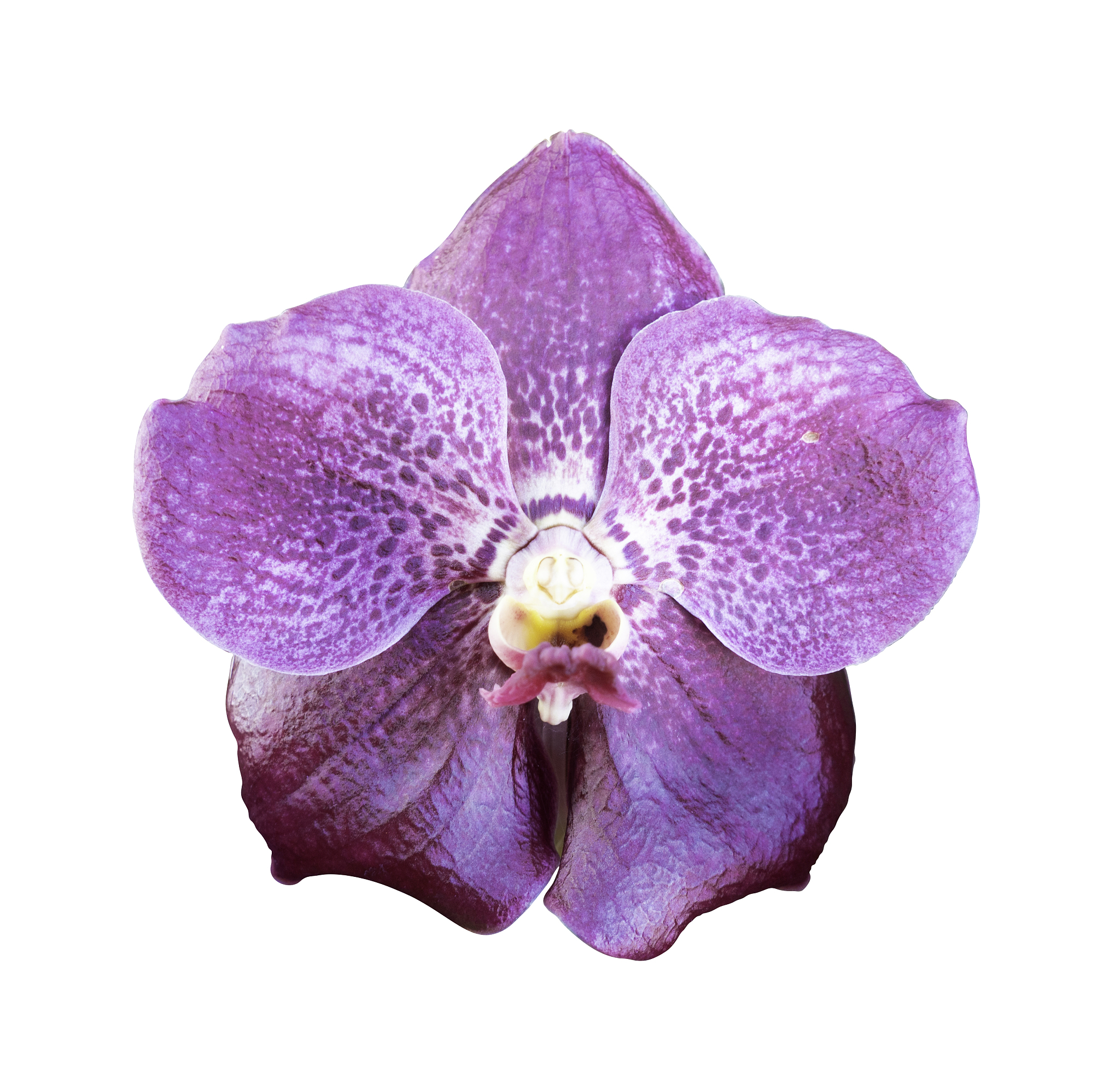 close-up of single purple orchid flower isolated on white backgr