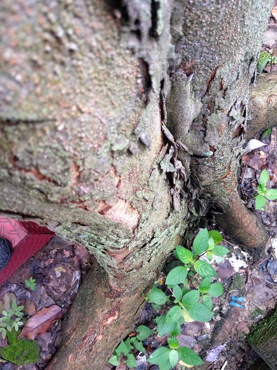 简述黏着力和黏着系数的定义。黏着力是指物体表面吸引其他物体的能力也就是物体表面与其他物体接触时所产生的吸附力。黏着力的大小与表面性质、表面粗糙度、温度、湿度等因素有关。黏着系数是指物体表面与其他物体接触时单位面积上所承受的黏着力大小。黏着系数的大小也受到表面性质、表面粗糙度、温度、湿度等因素的影响。黏着系数越大表示黏着力越强物体越难被分离。继续