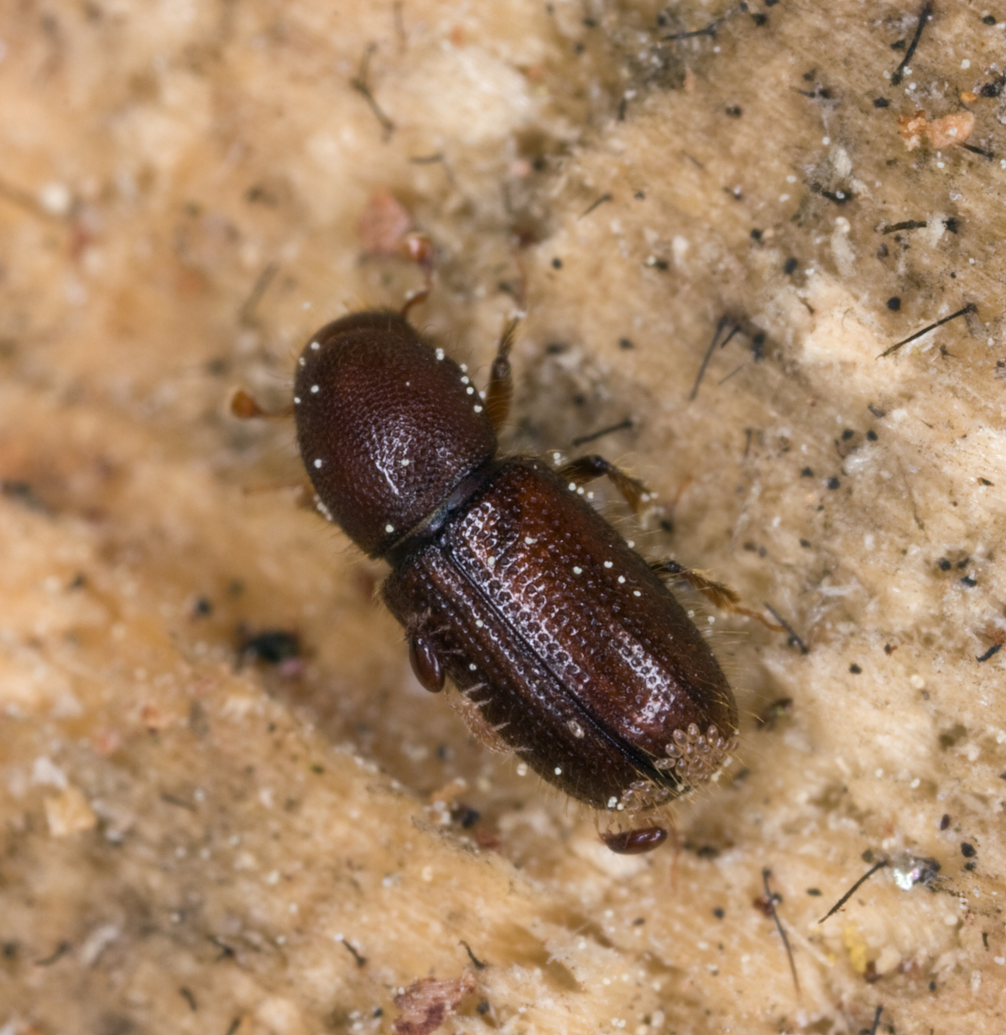 G3-Genes Genomes Genetics期刊研究收稿要求介绍