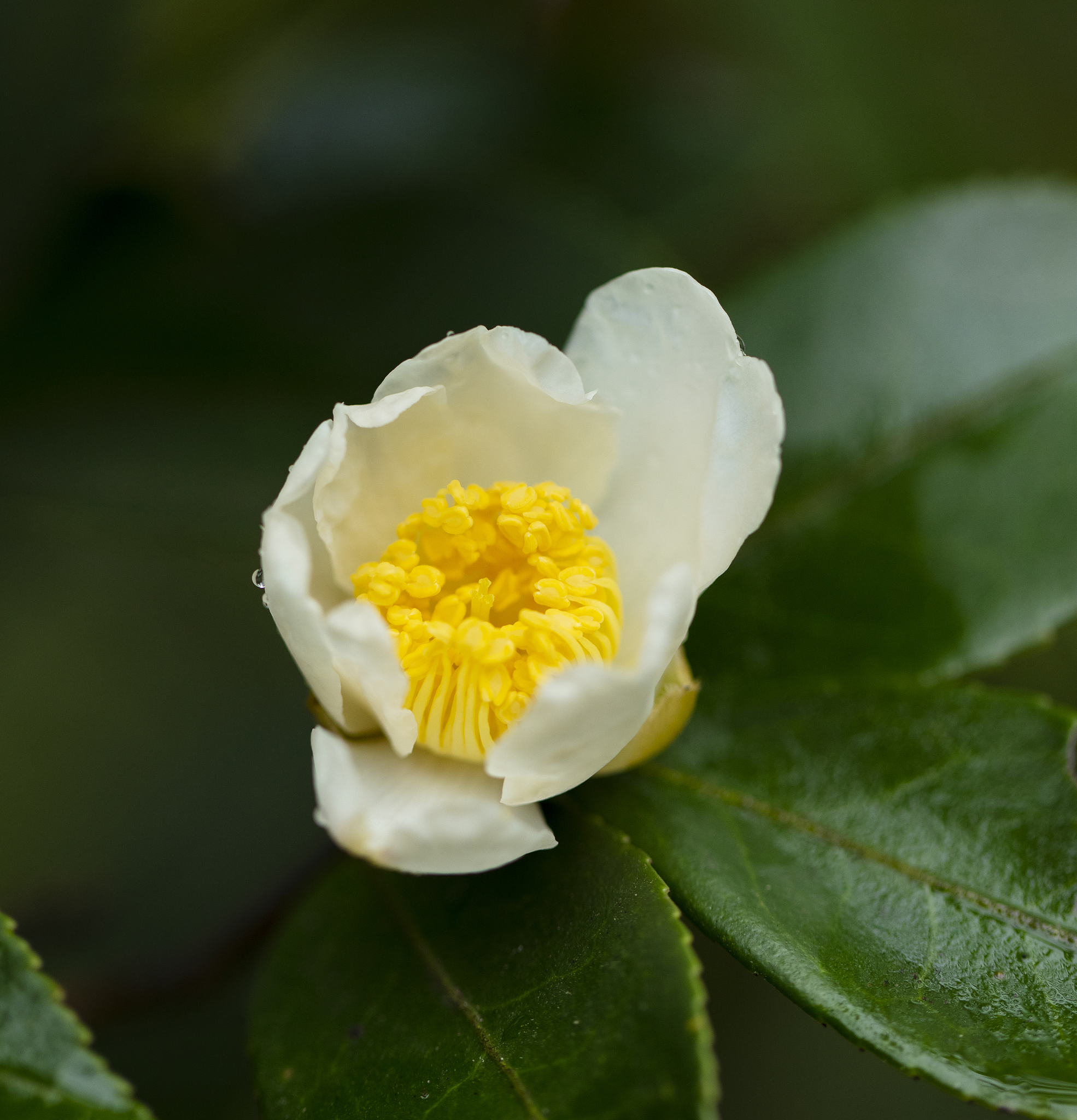 四川油茶补贴政策2023：种植、加工、深加工全方位支持