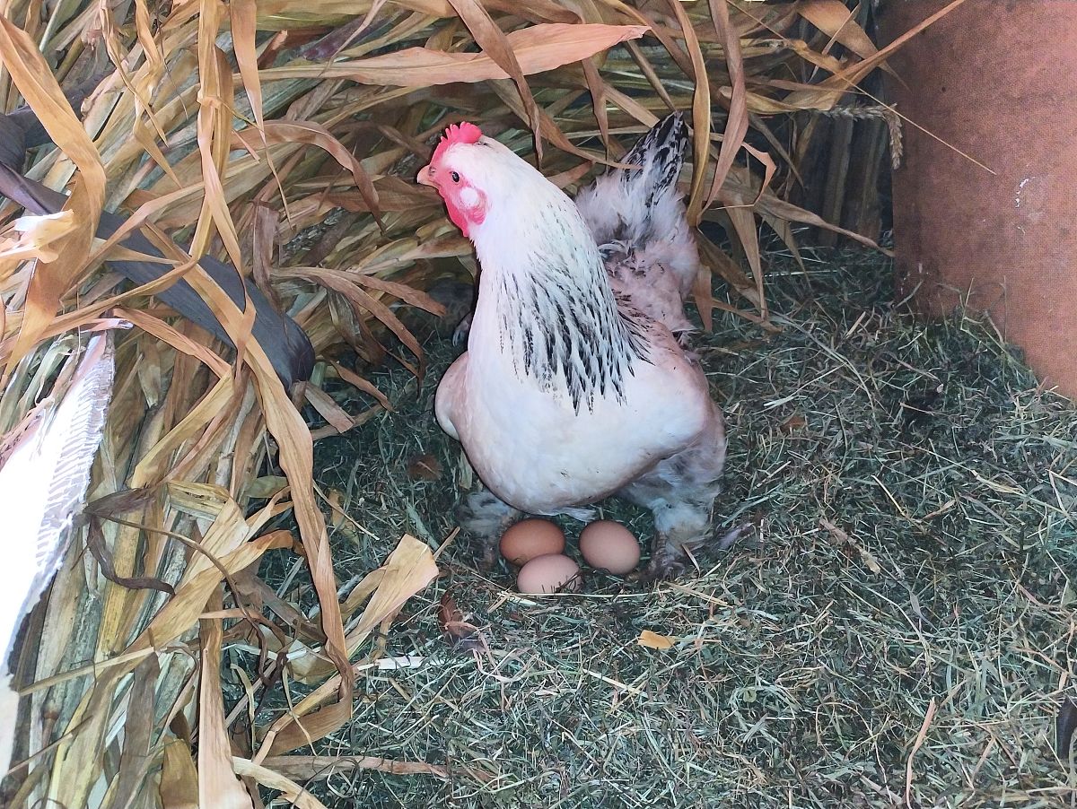 母鸡如何孵小鸡