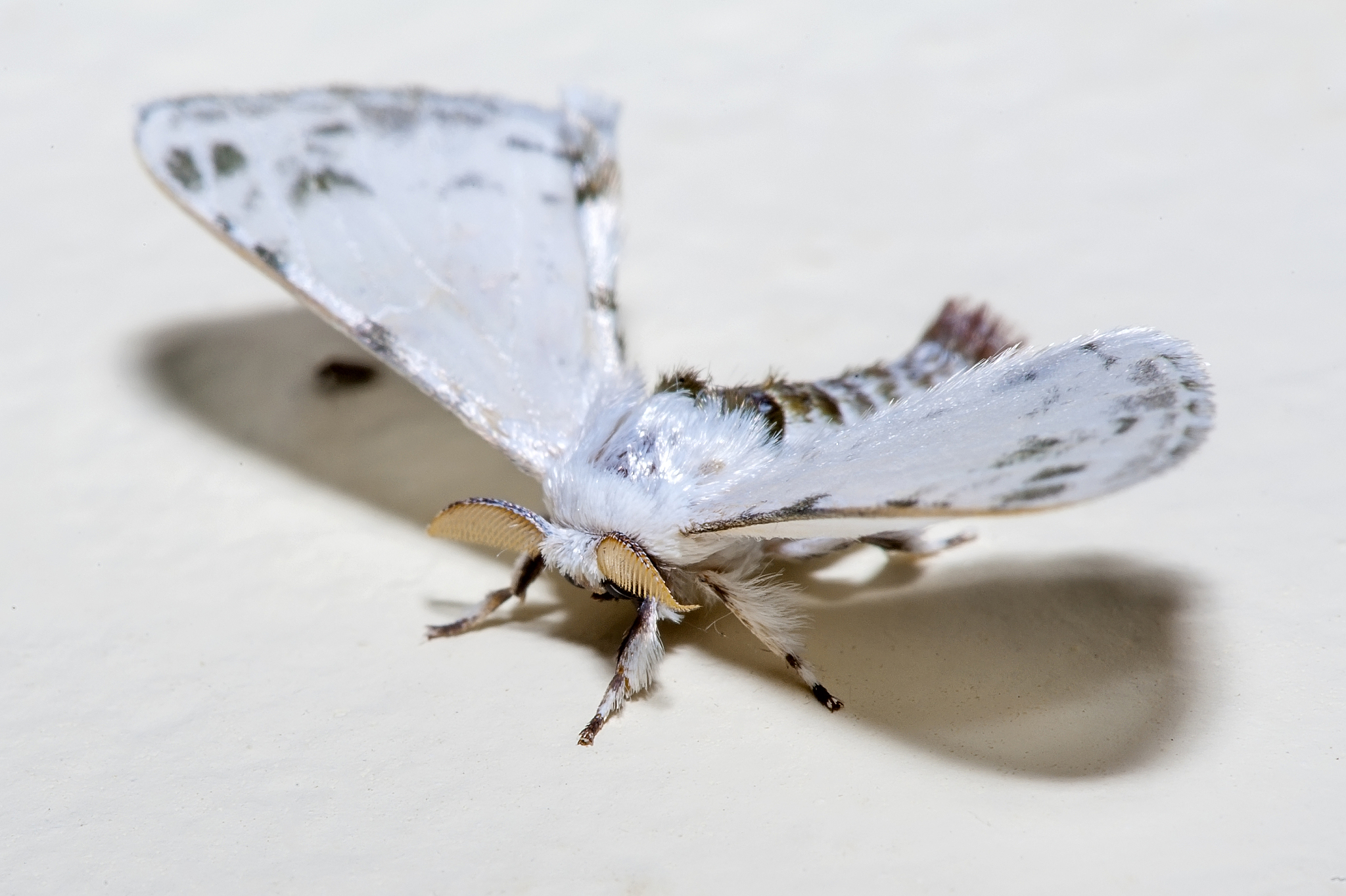 coelestis moth photographed in linhares, espirito santo.