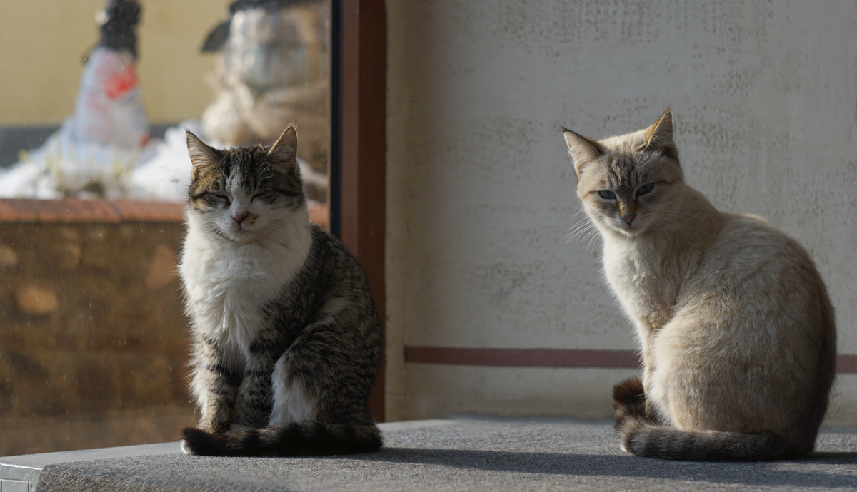 两只<strong>猫</strong>在窗户前