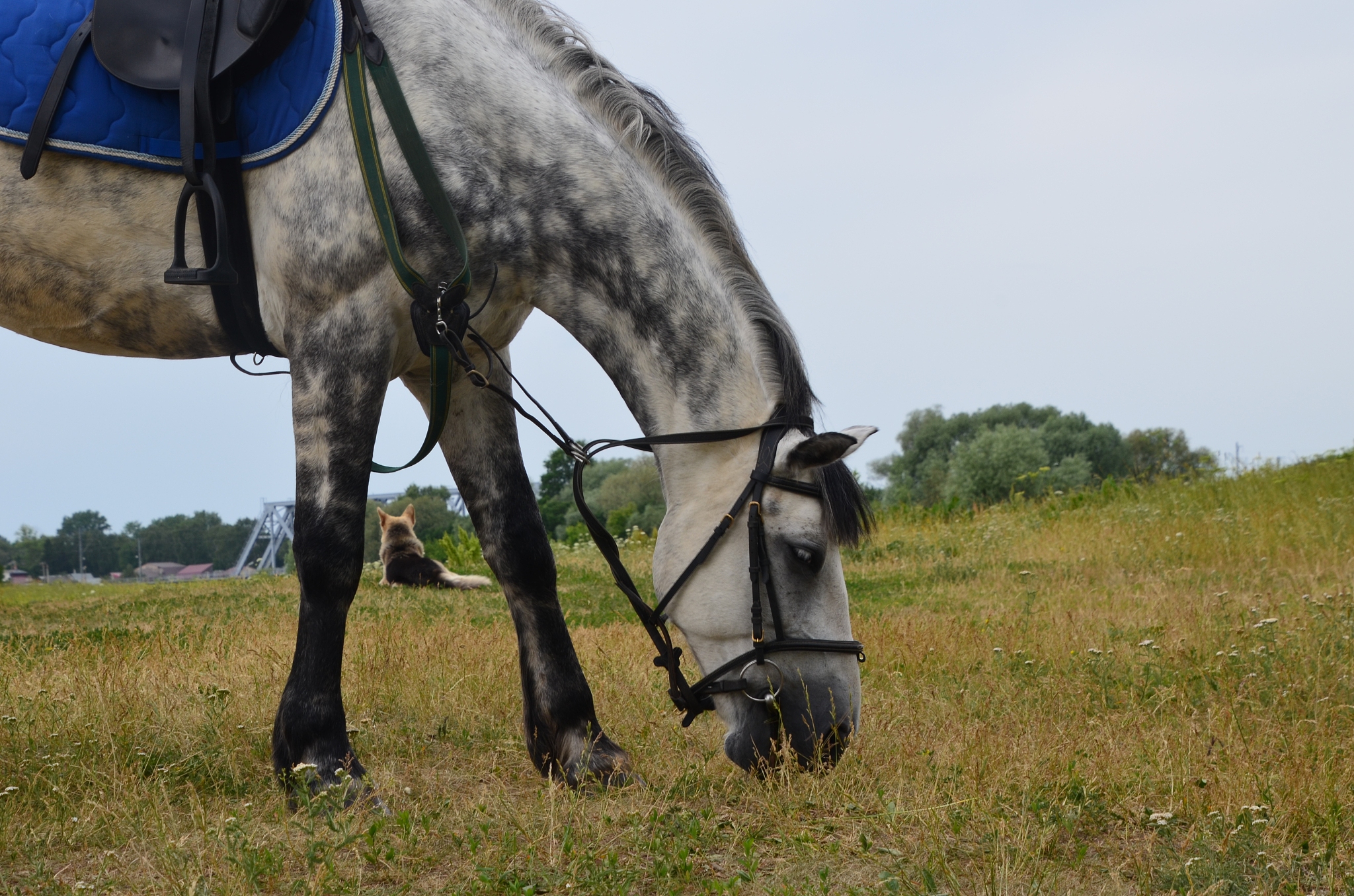 view of a horse on field